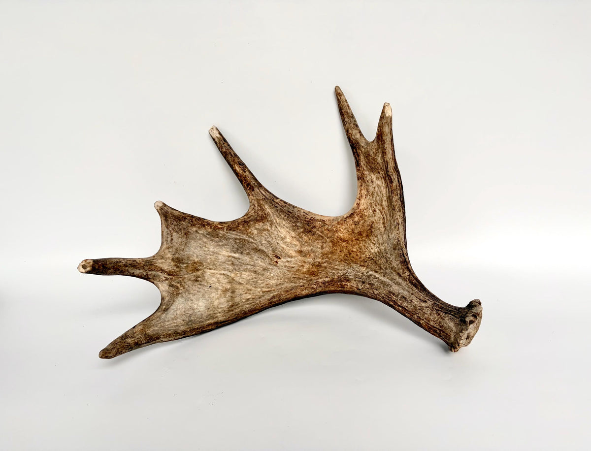 Bull Moose Antler. Fresh, Dark-Colored Moose “Paddle” For Crafting, Decor and More