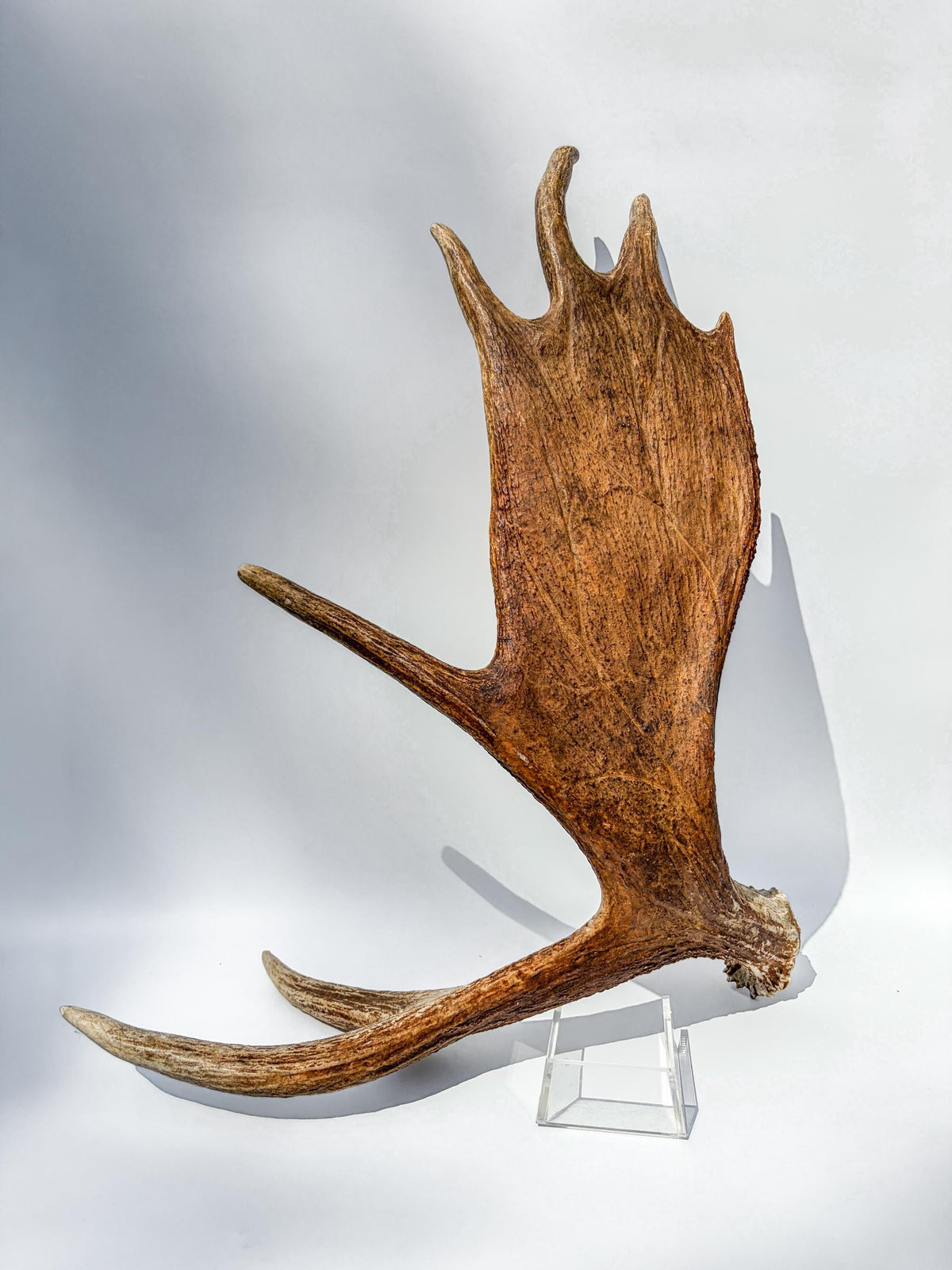 Large Bull Moose Antler. For Interior Decor, Design, and More!