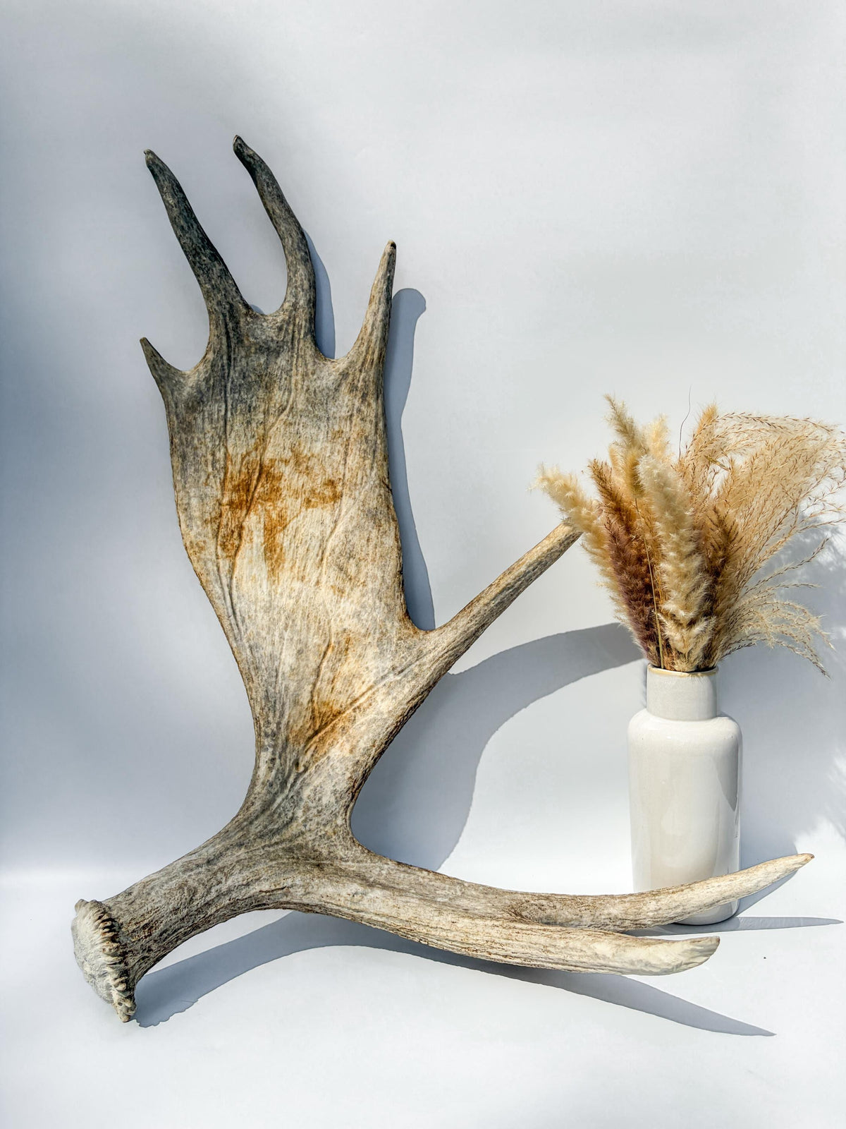 Large Bull Moose Antler. For Interior Decor, Design, and More!