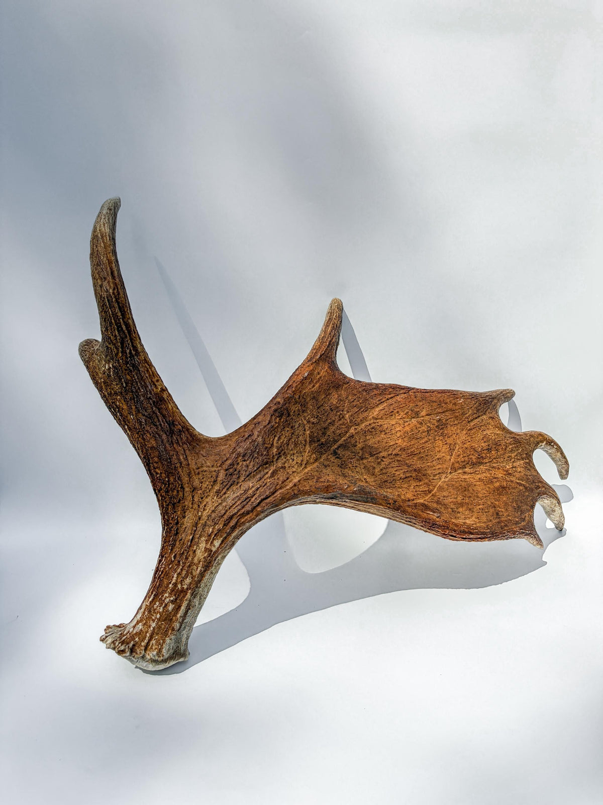 Large Bull Moose Antler. For Interior Decor, Design, and More!