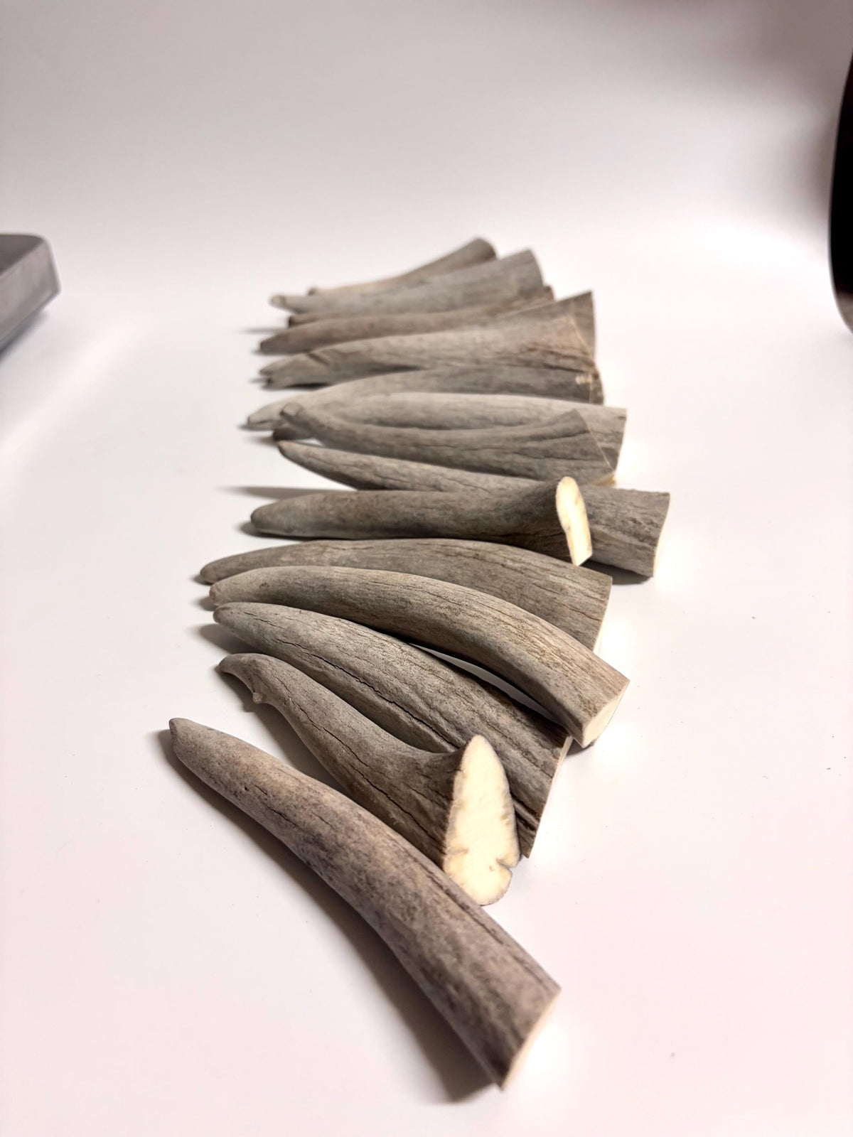 Moose Antler Tips - 2.7pbs (16pcs) Antler tips for Crafting decor and more. 4-7” variable length