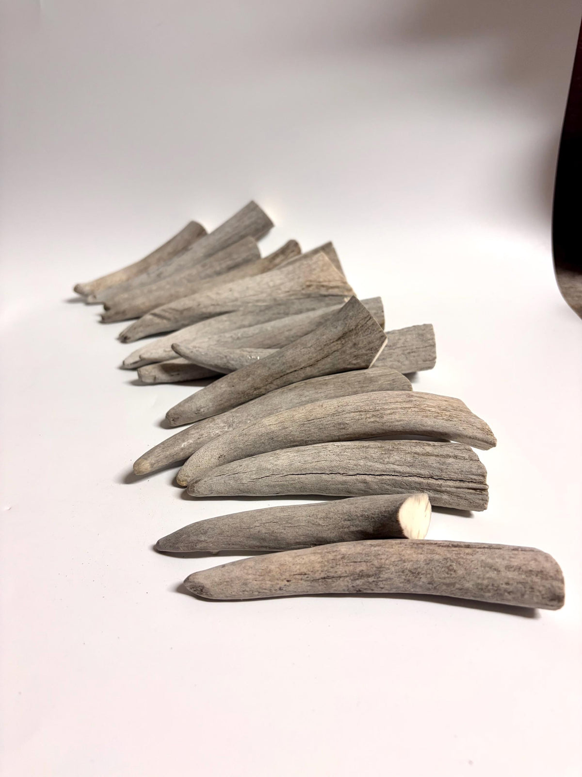 Moose Antler Tips - 2.7pbs (16pcs) Antler tips for Crafting decor and more. 4-7” variable length