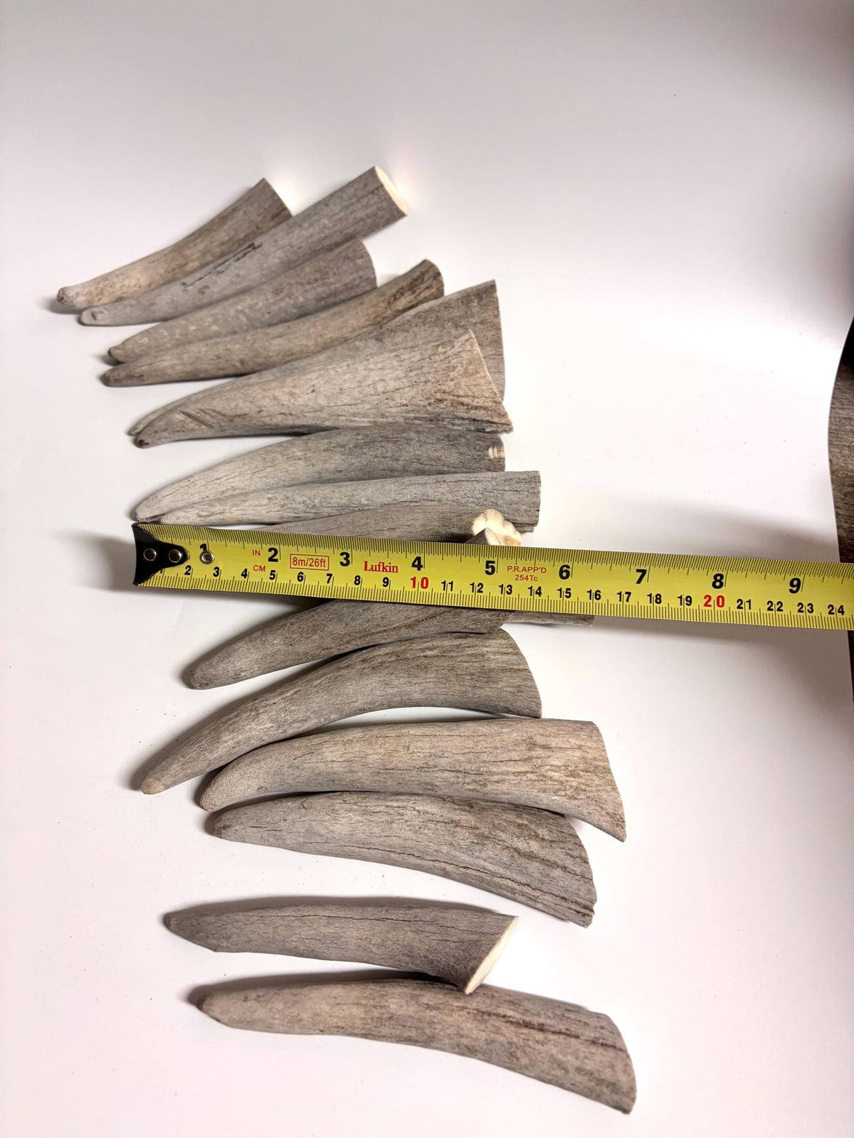 Moose Antler Tips - 2.7pbs (16pcs) Antler tips for Crafting decor and more. 4-7” variable length