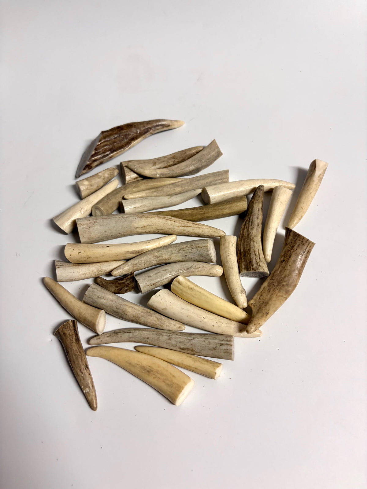 Small Antler Tips (20pcs) Very Good Condition Tips for Crafting Decor and More