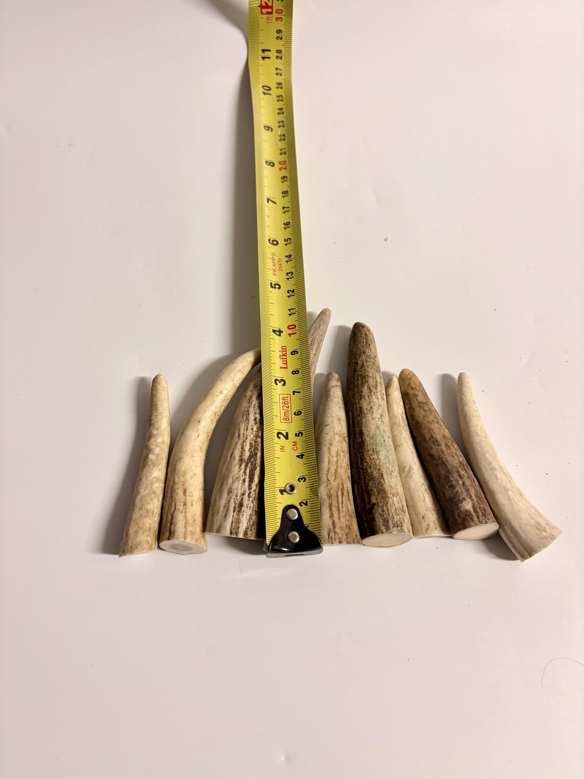 Deer and Elk Antler Tips - 5 Packs of 2.5”-4.5" Premium Fresh Tine Tips or "Dinosaur Teeth" for Crafting, Decor and More