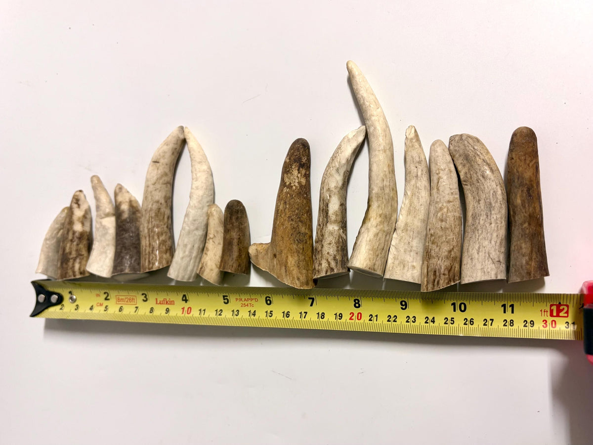 Small Antler Tips (15pcs) ~2”-4” Poorer Condition Tips for Crafting Decor and More