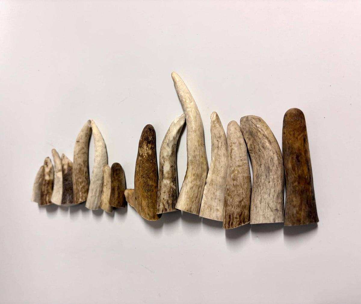 Small Antler Tips (15pcs) ~2”-4” Poorer Condition Tips for Crafting Decor and More