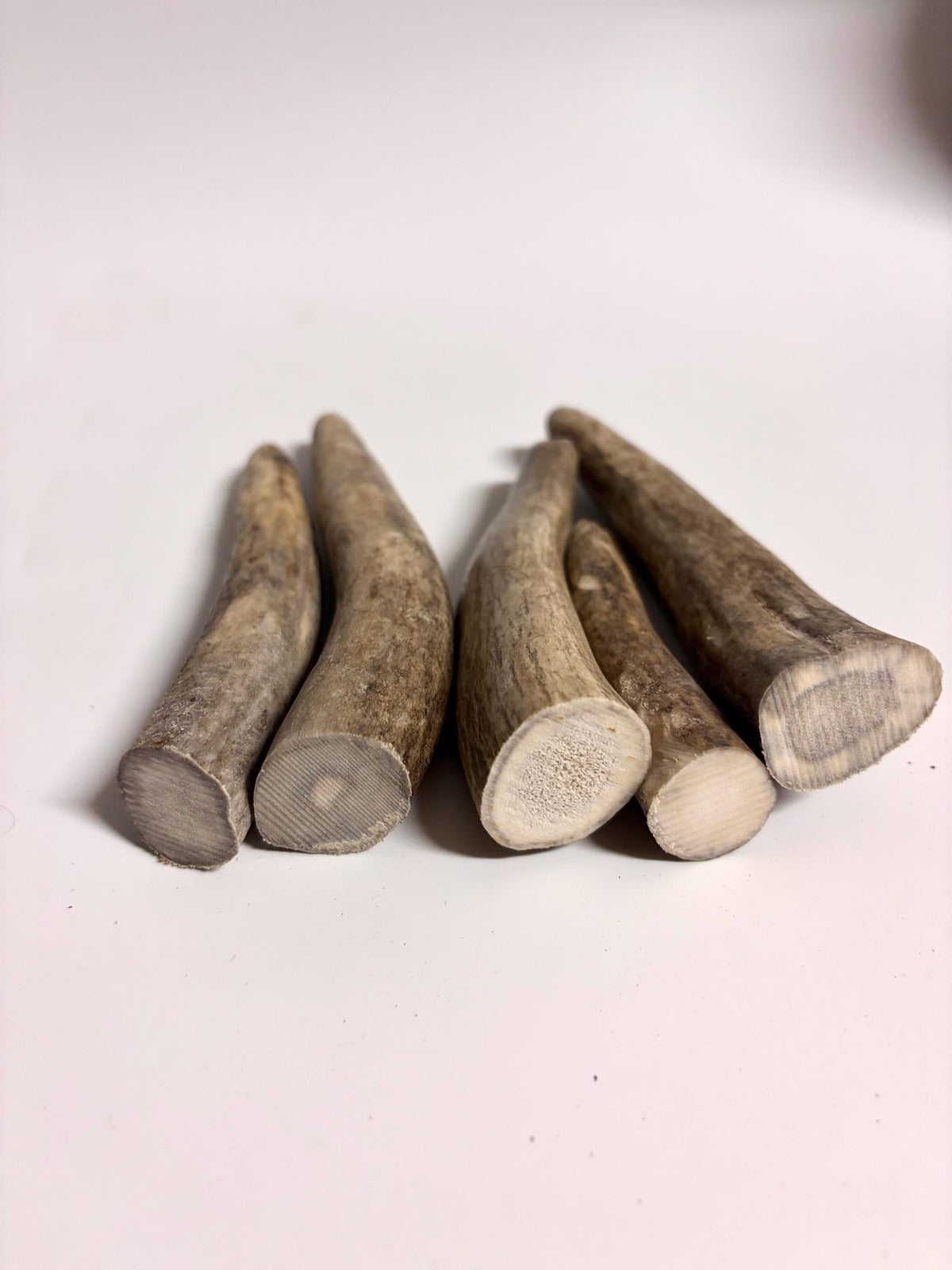 Antler Tips - Pack of 5 - Tines for Crafting, Decor and More