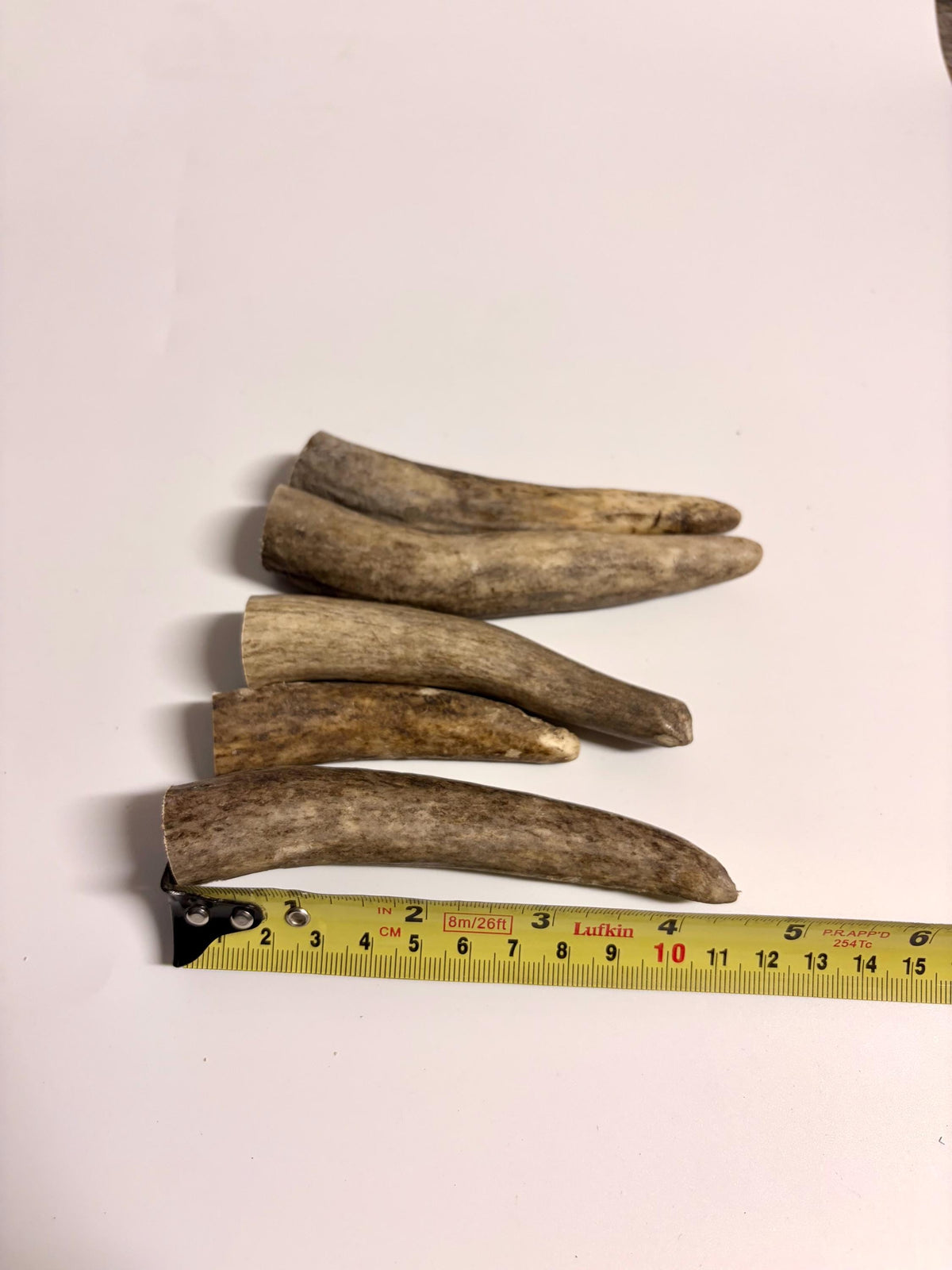 Antler Tips - Pack of 5 - Tines for Crafting, Decor and More