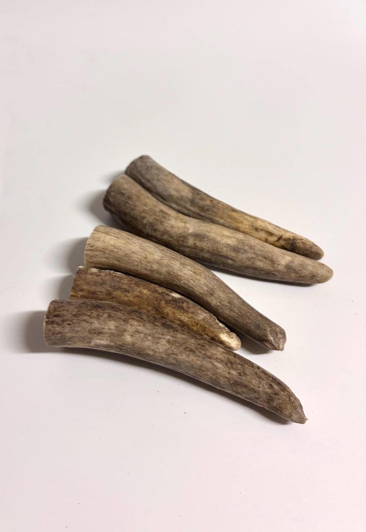 Antler Tips - Pack of 5 - Tines for Crafting, Decor and More