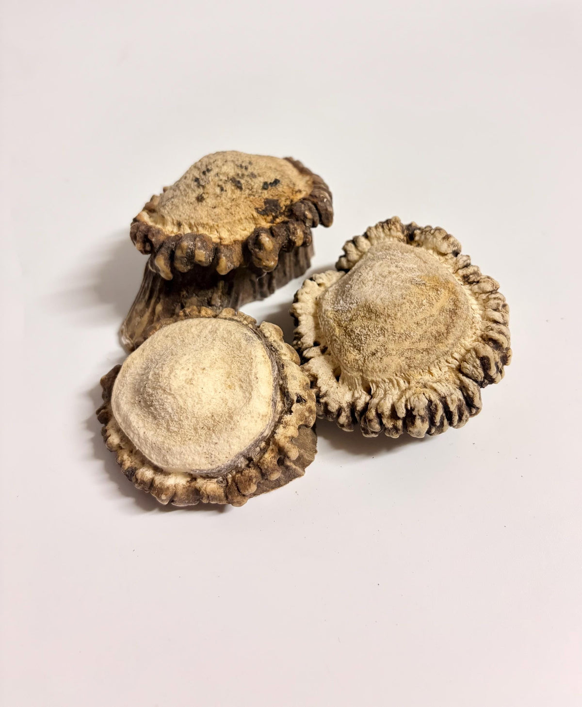 3-Pack Medium Elk Antler Bases or “Rosettes” For Crafting, Decor and More