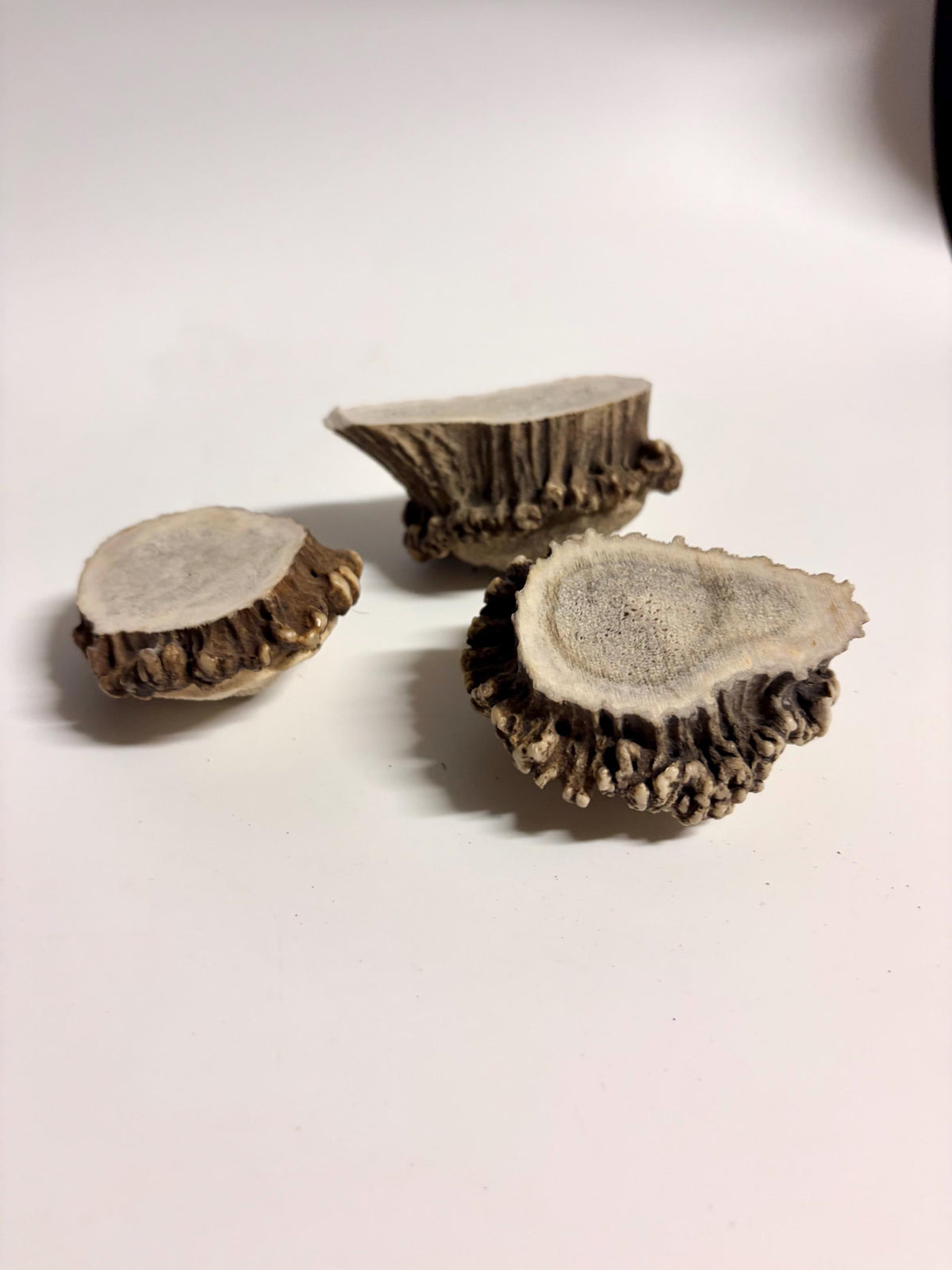 3-Pack Medium Elk Antler Bases or “Rosettes” For Crafting, Decor and More