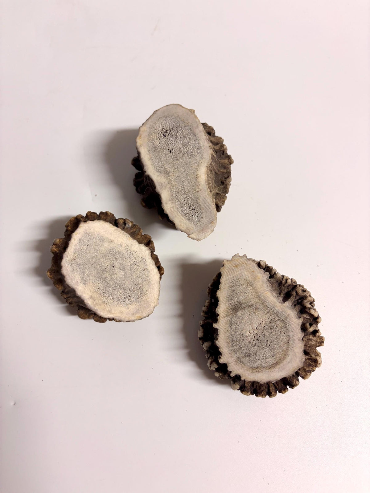 3-Pack Medium Elk Antler Bases or “Rosettes” For Crafting, Decor and More