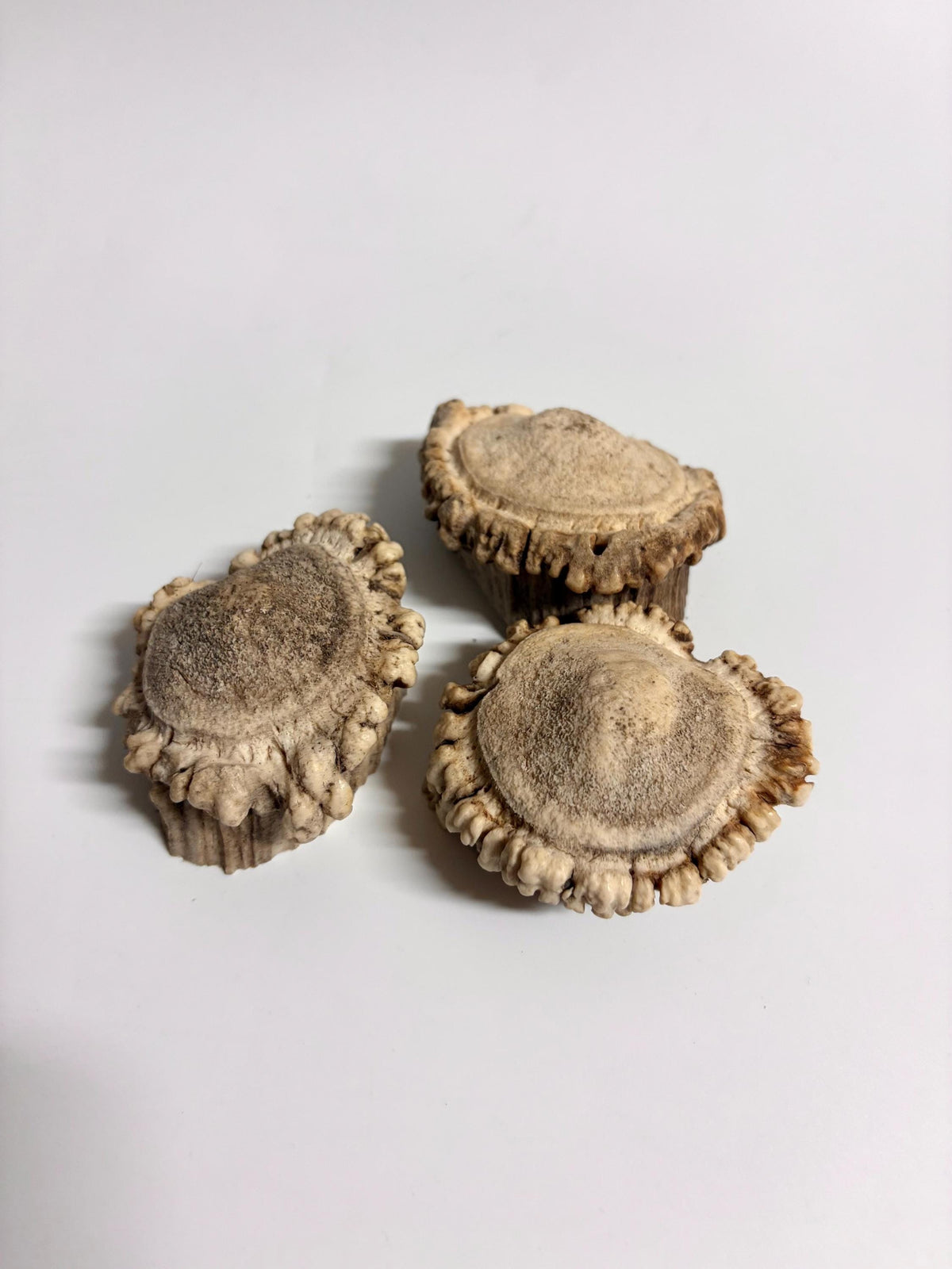 3-Pack Small Elk Antler Bases or “Rosettes” For Crafting, Decor and More