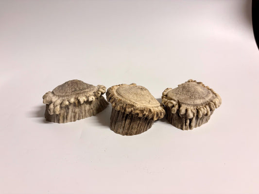 3-Pack Small Elk Antler Bases or “Rosettes” For Crafting, Decor and More