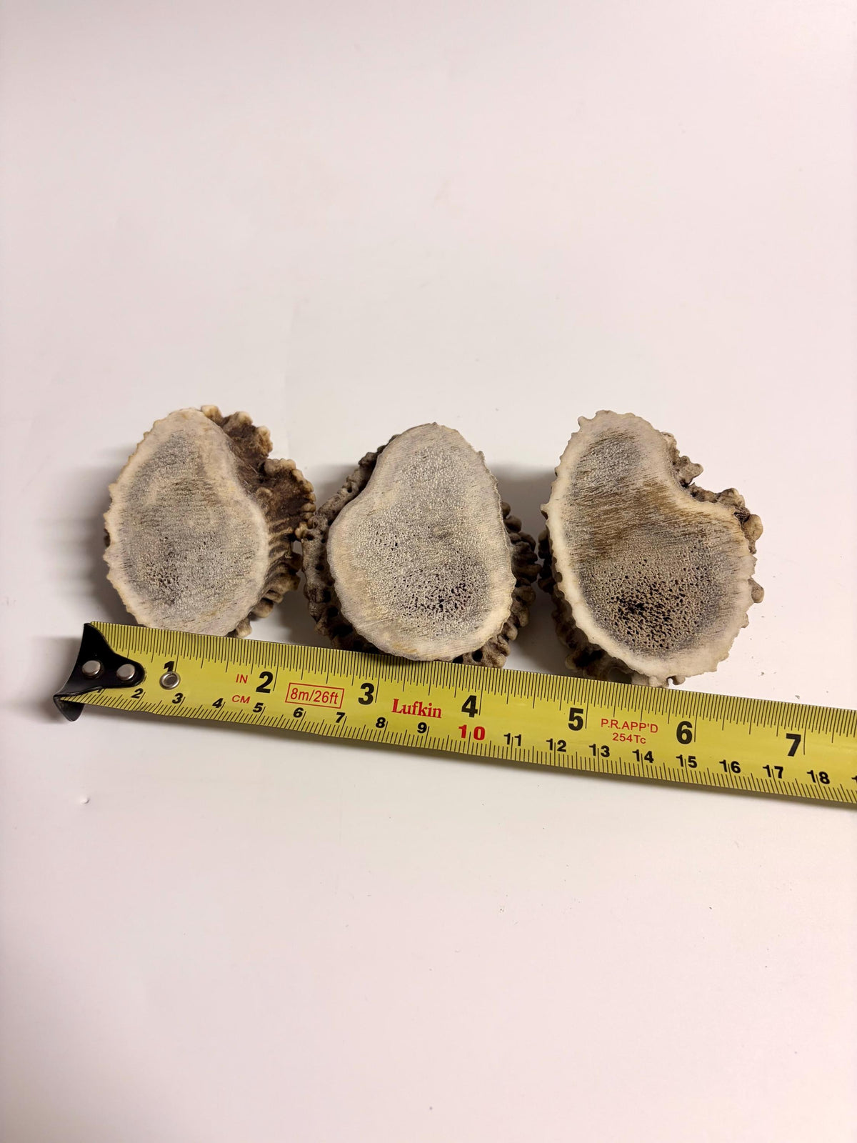 3-Pack Small Elk Antler Bases or “Rosettes” For Crafting, Decor and More