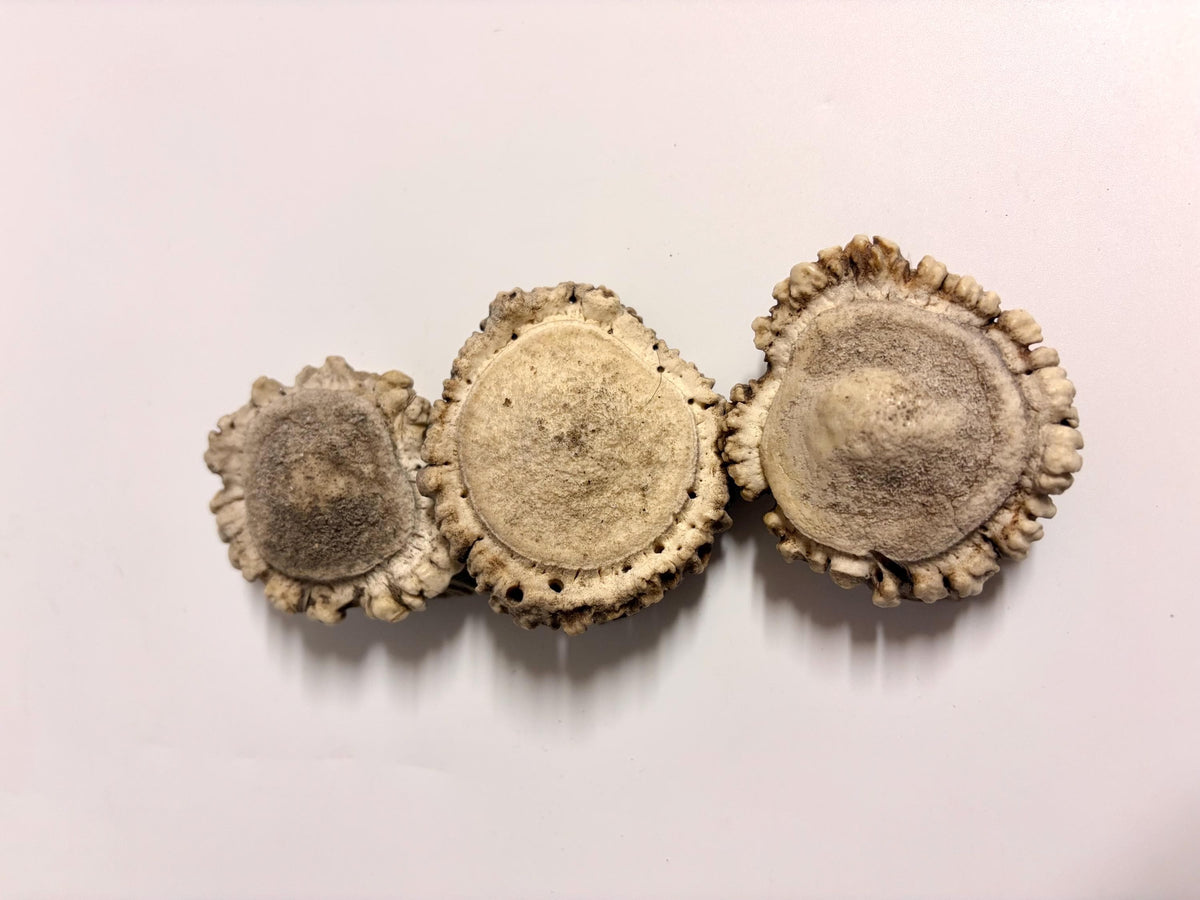 3-Pack Small Elk Antler Bases or “Rosettes” For Crafting, Decor and More