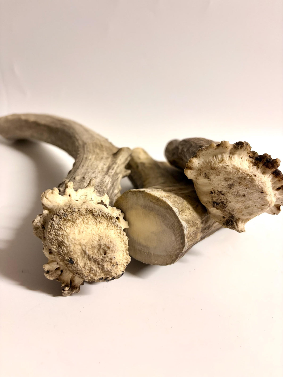 Super Chewer Antler Dog Chews Pack (3-pcs) of heavy antler bases.