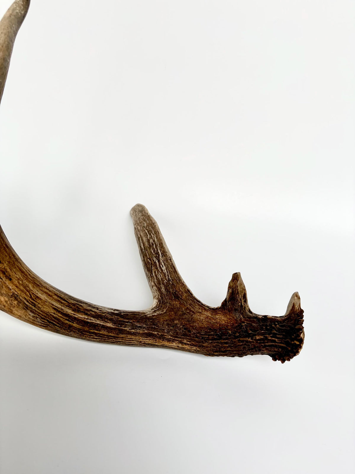 White-tailed Deer Antler - Wild deer Antler. Decor, design, crafting and more!