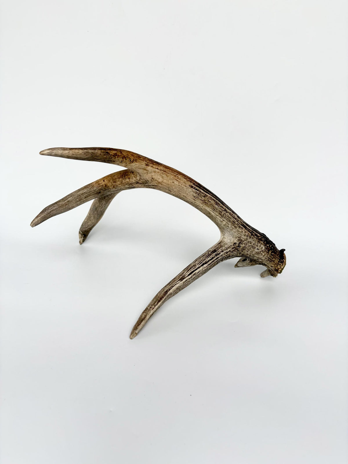 White-tailed Deer Antler - Wild deer Antler. Decor, design, crafting and more!