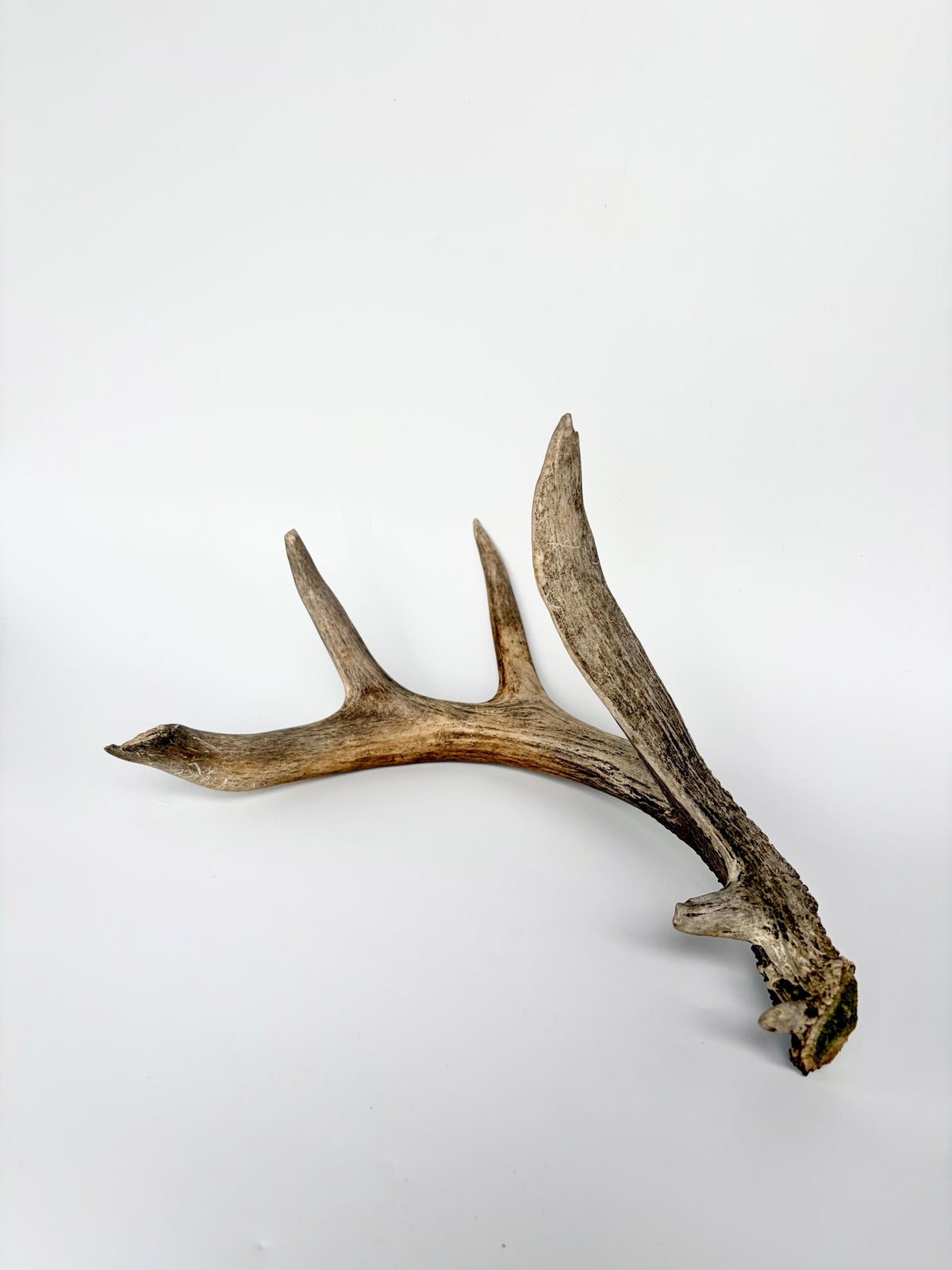 White-tailed Deer Antler - Wild deer Antler. Decor, design, crafting and more!