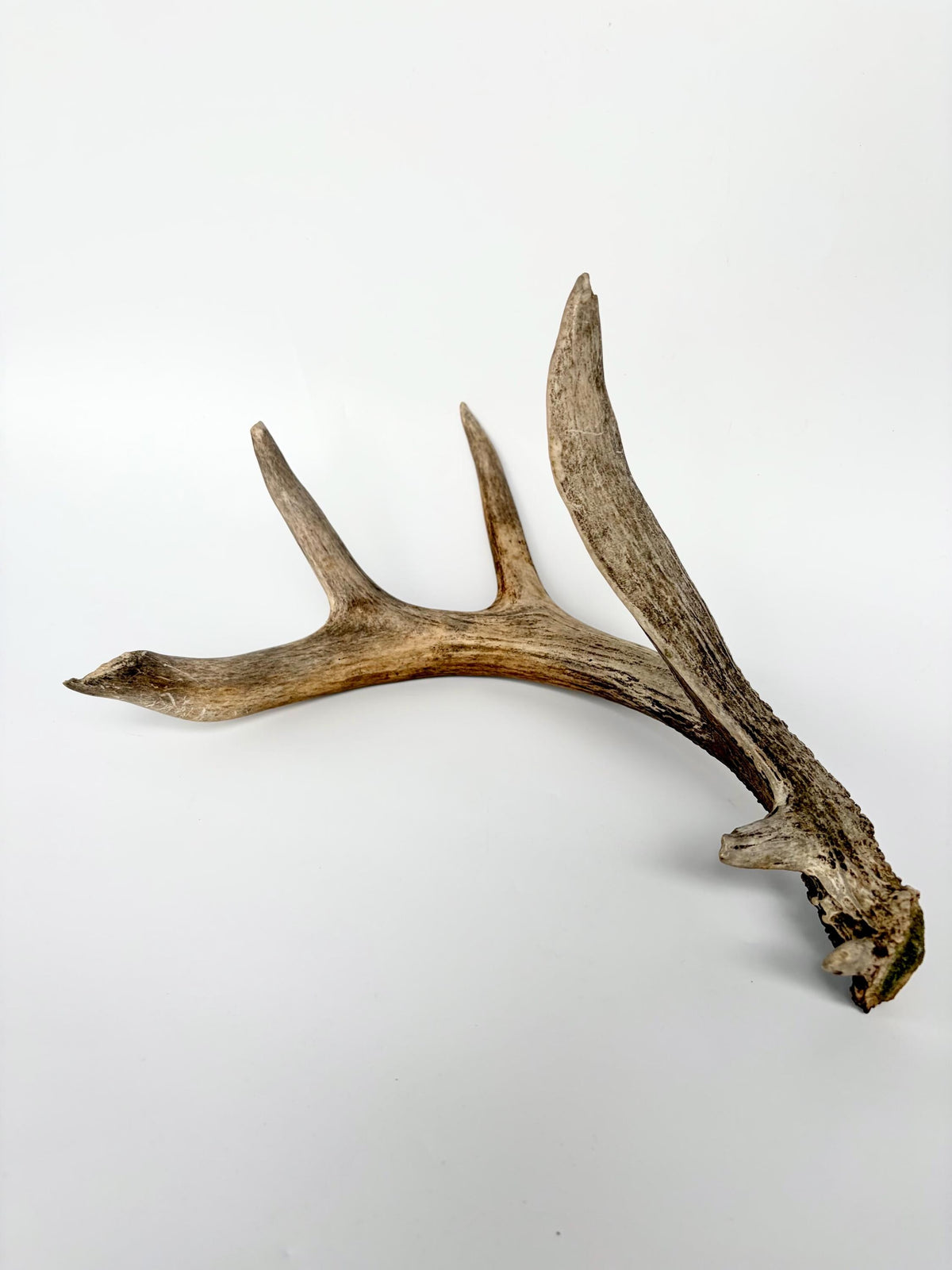 White-tailed Deer Antler - Wild deer Antler. Decor, design, crafting and more!