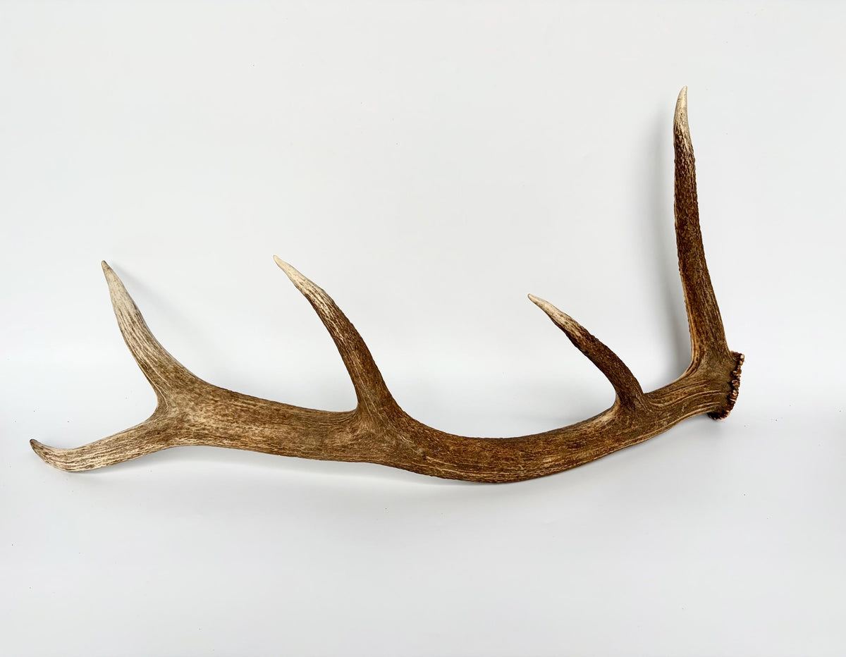 Matching Elk Antler Set. Fresh Antlers for Home Decor, Interior Design and More.