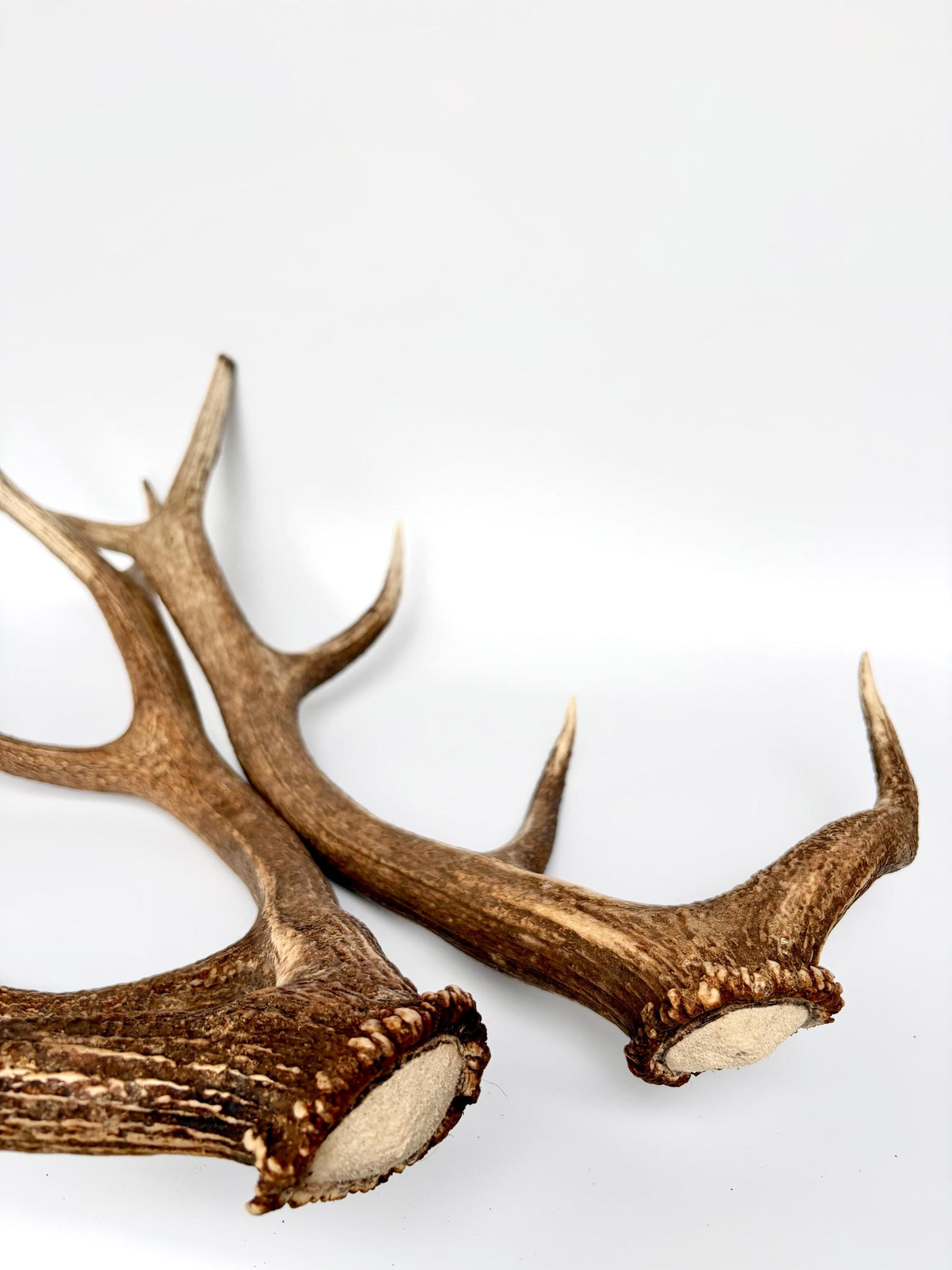 Matching Elk Antler Set. Fresh Antlers for Home Decor, Interior Design and More.