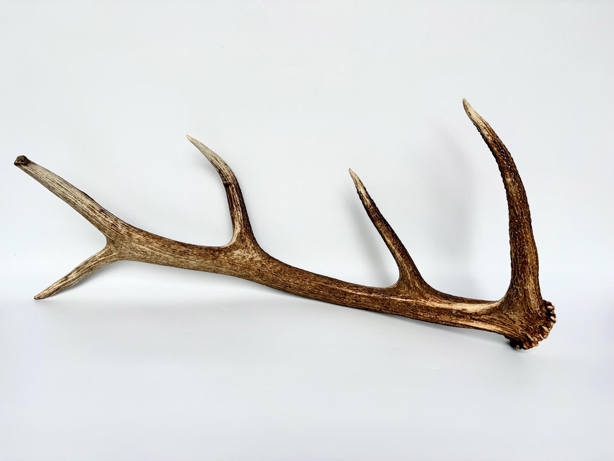 Matching Elk Antler Set. Fresh Antlers for Home Decor, Interior Design and More.