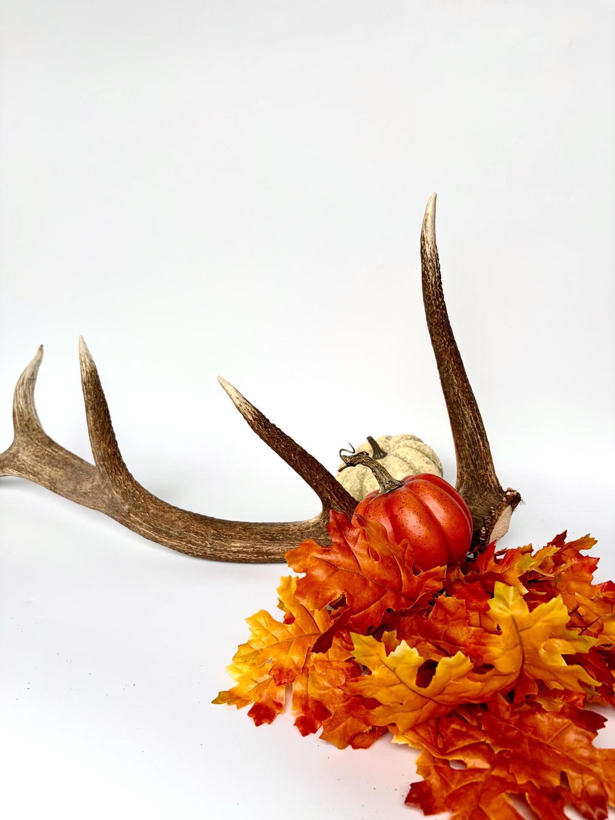 Matching Elk Antler Set. Fresh Antlers for Home Decor, Interior Design and More.