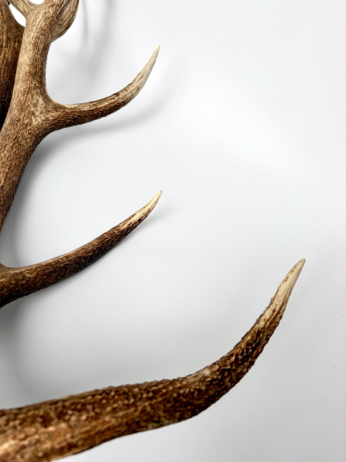 Matching Elk Antler Set. Fresh Antlers for Home Decor, Interior Design and More.