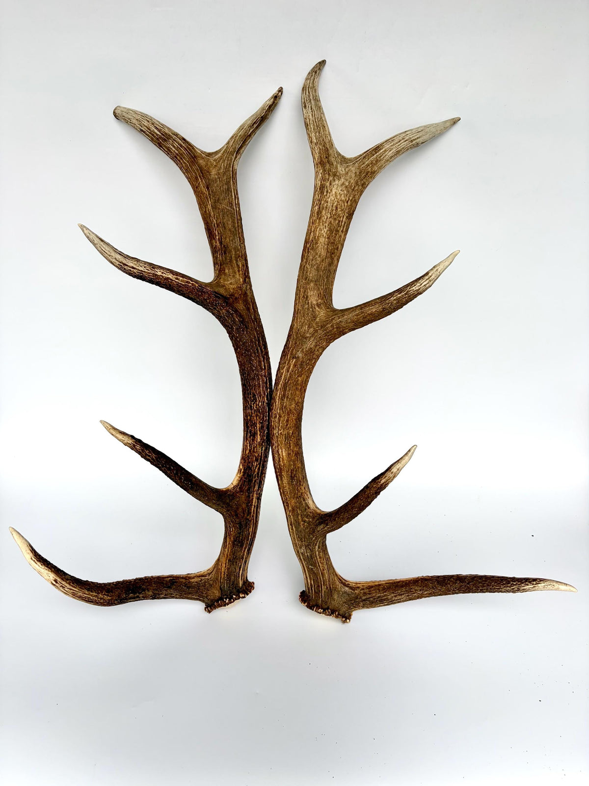 Matching Elk Antler Set. Fresh Antlers for Home Decor, Interior Design and More.