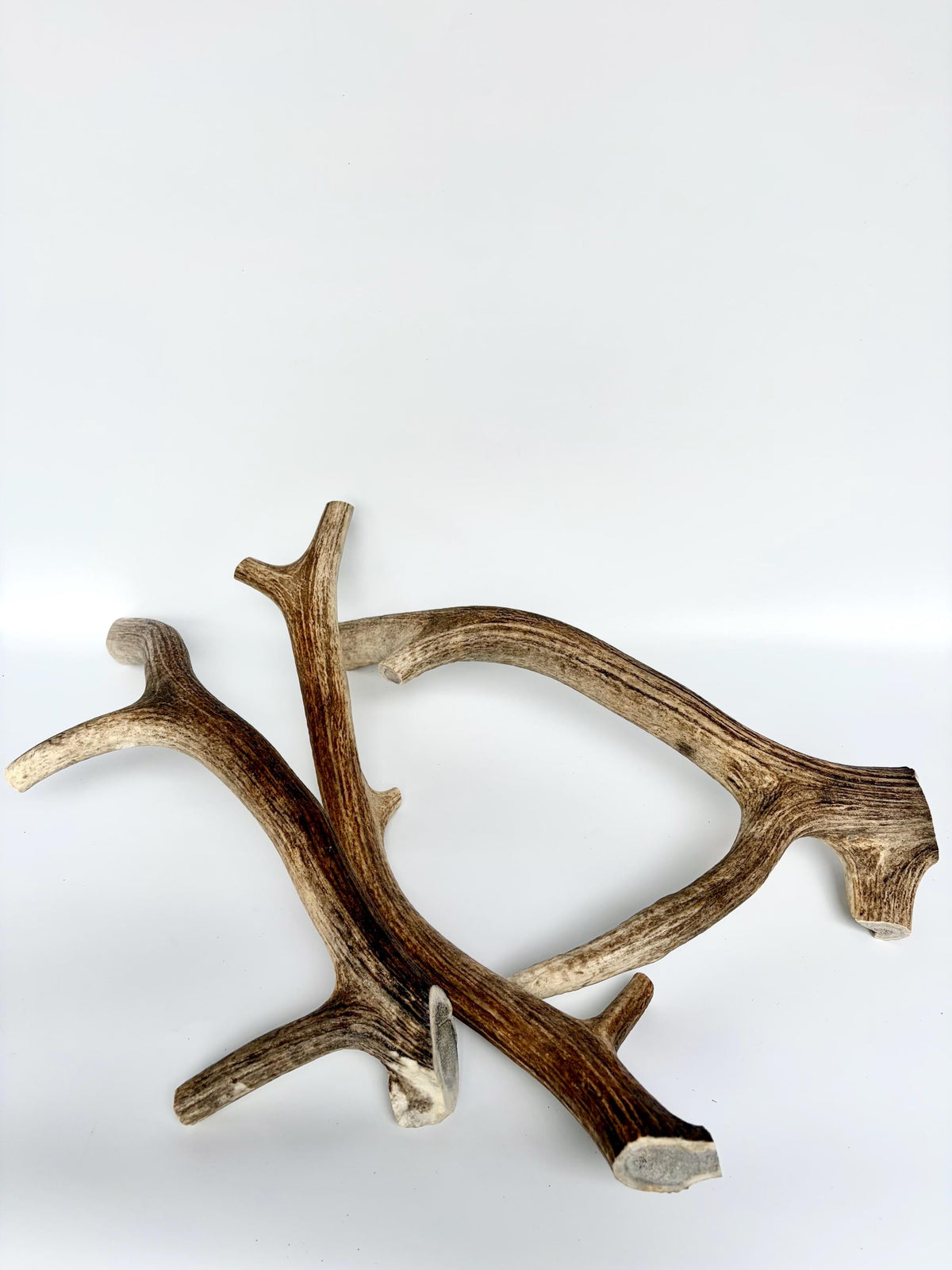 XXL 3-Pack of Elk Antler Dog Chews (all 3-pcs) of entire medium sized elk antlers.