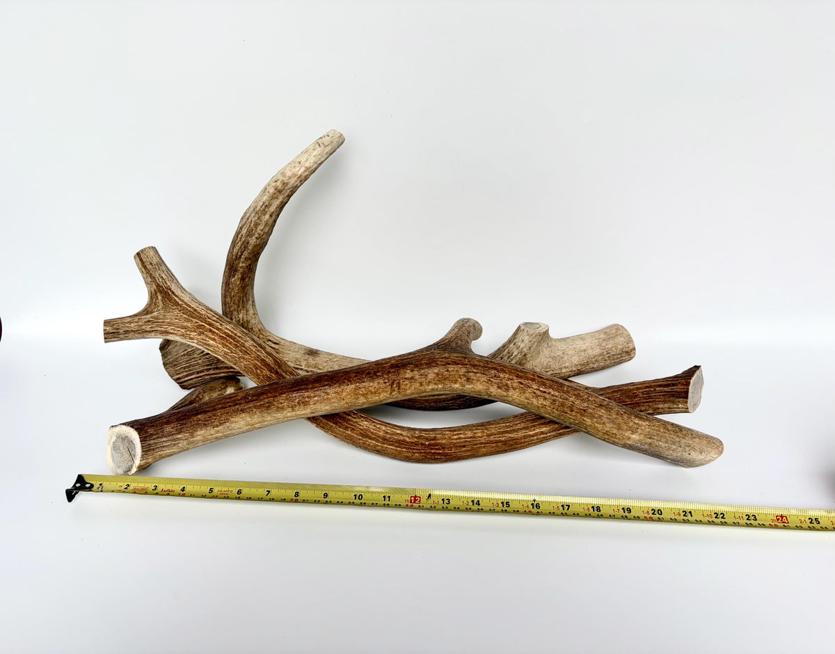 XXL 3-Pack of Elk Antler Dog Chews (all 3-pcs) of entire medium sized elk antlers.