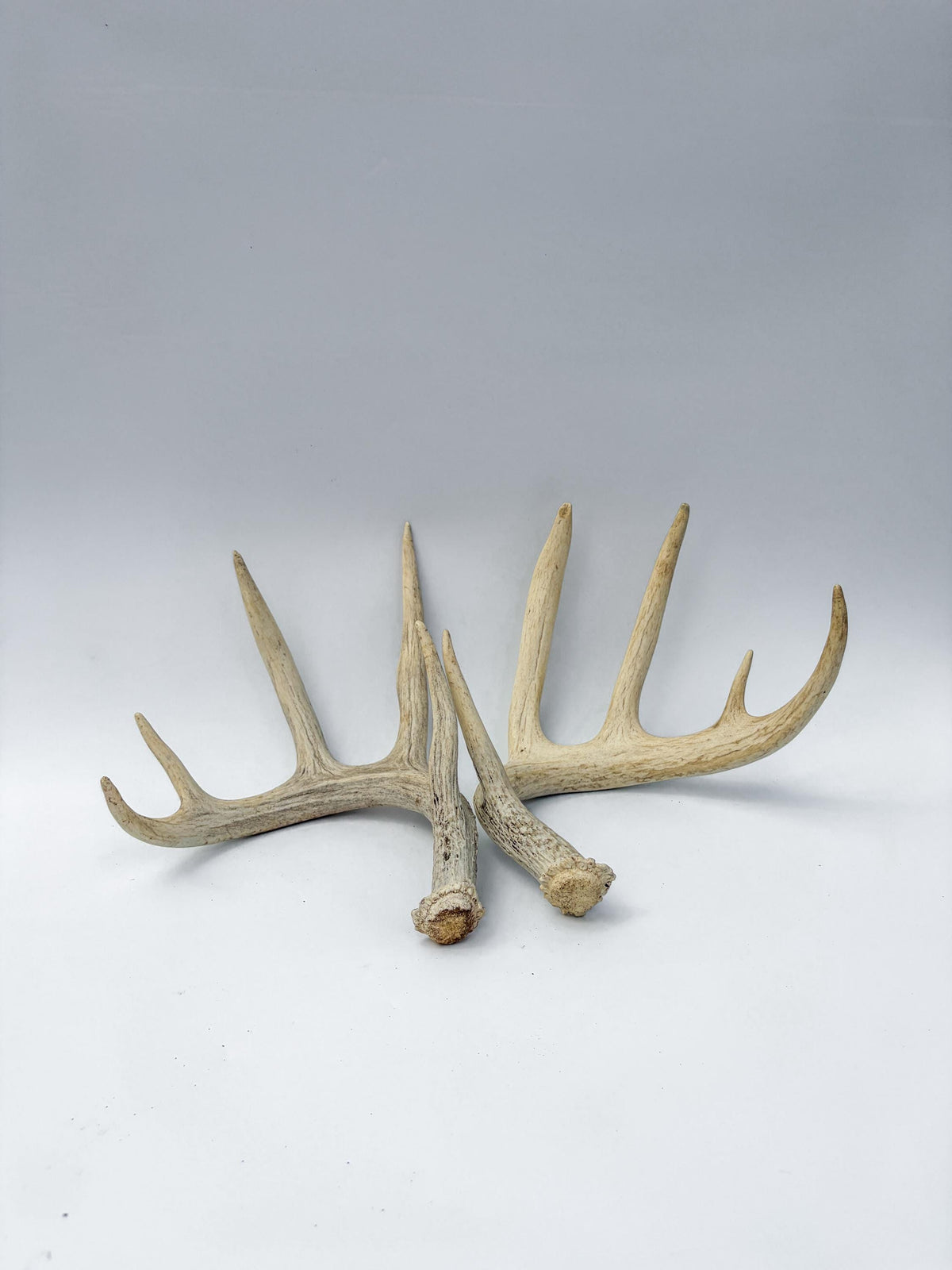 Large Whitetailed Deer Antlers - Matching set. Decor Crafting and More