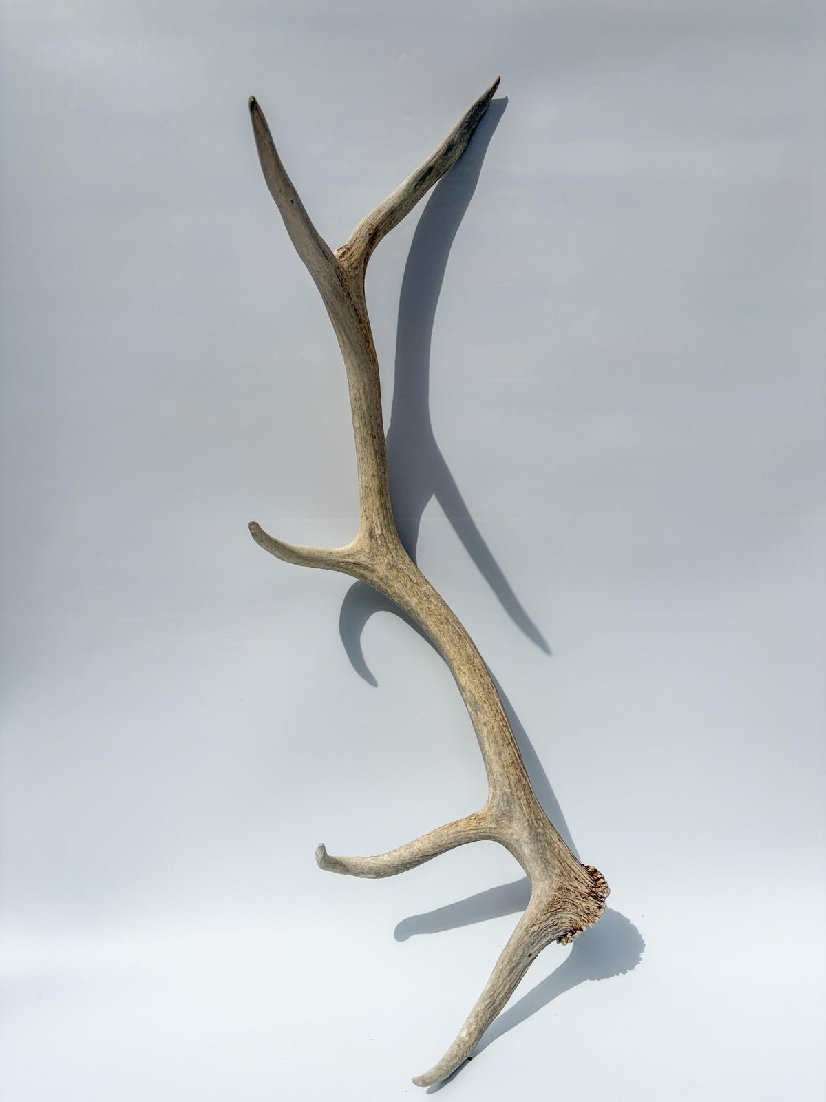 Wild Canadian Bull Elk Antler. Home Decor, Table Centerpiece, and More.