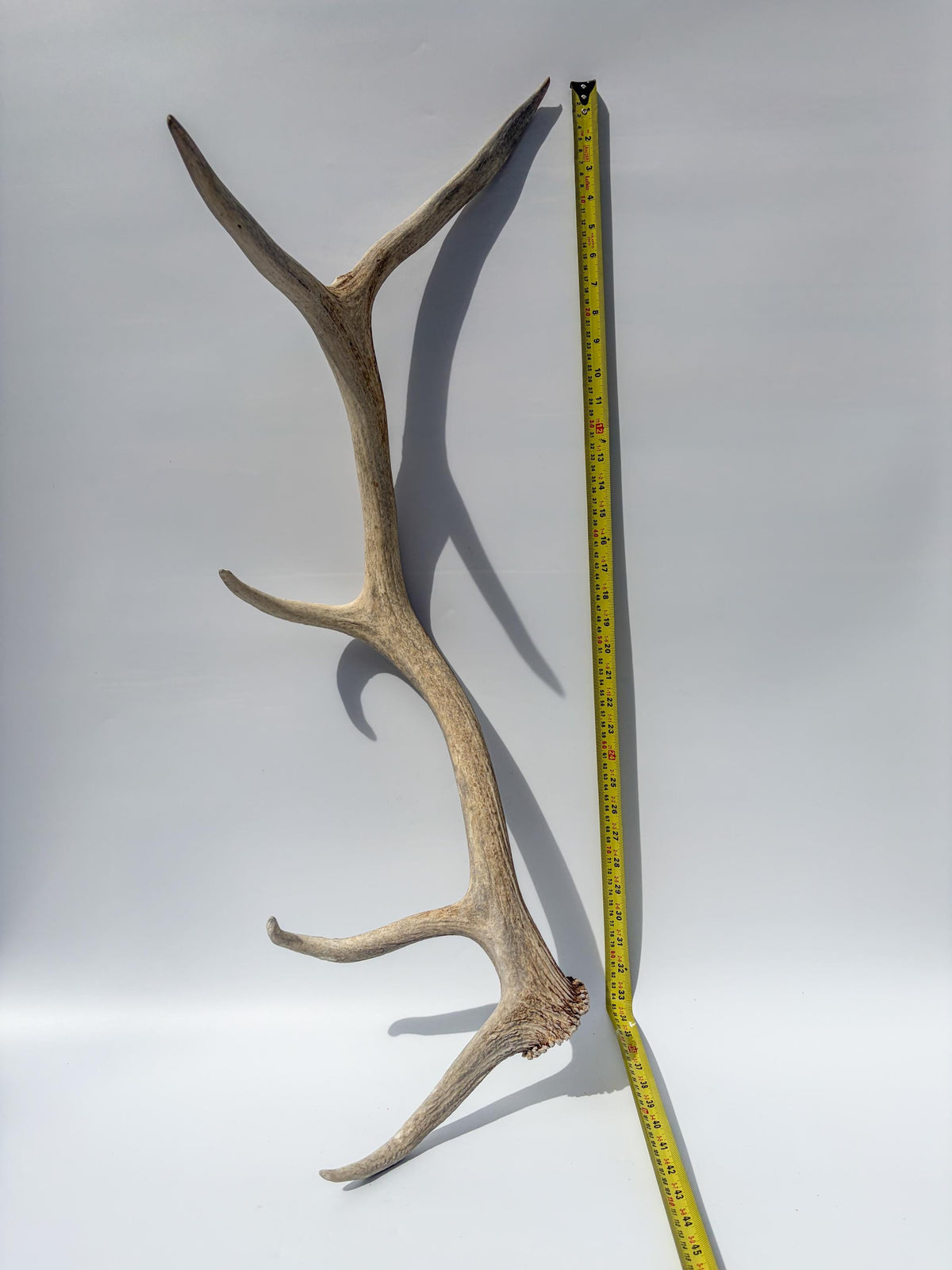 Wild Canadian Bull Elk Antler. Home Decor, Table Centerpiece, and More.