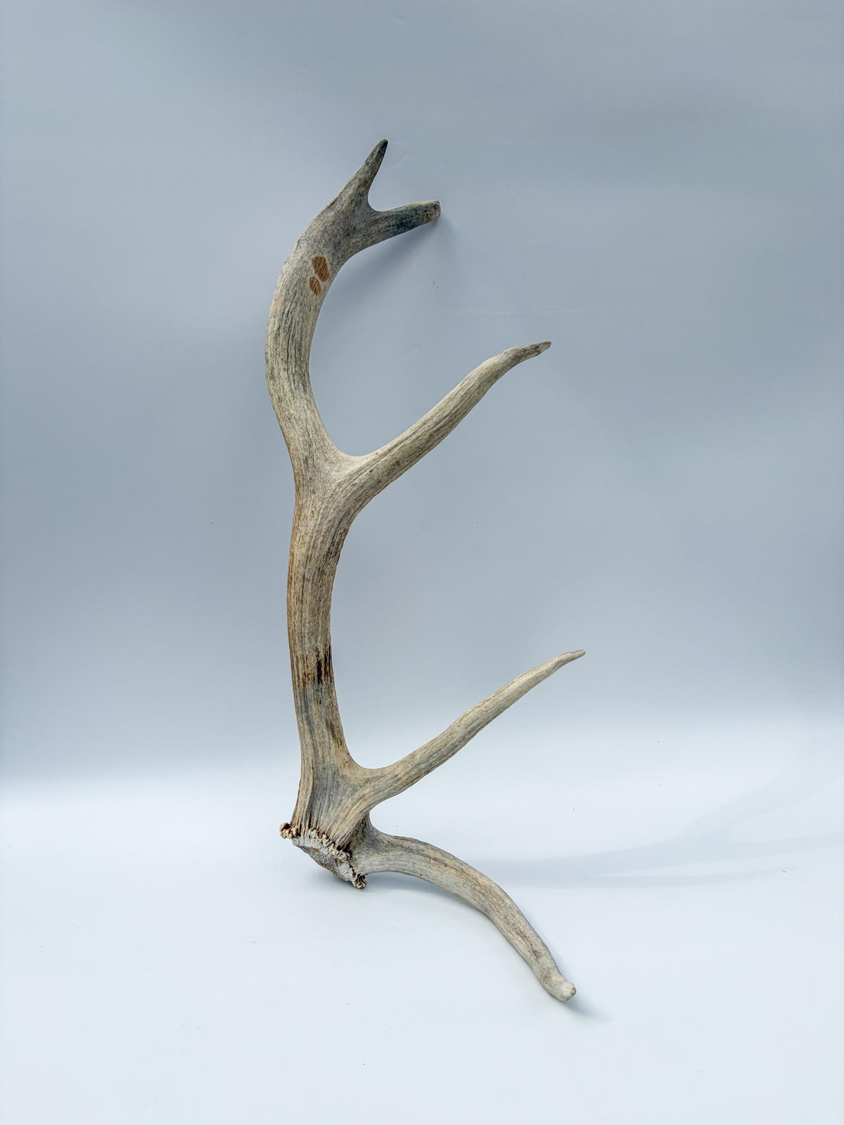 Rustic, Old, Weathered Elk Antler. Home and Cabin Decor, Crafting and Table Centerpiece.