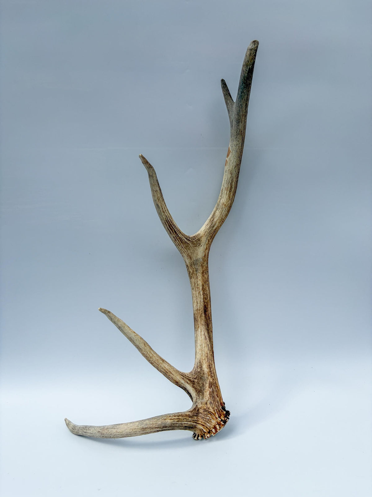 Rustic, Old, Weathered Elk Antler. Home and Cabin Decor, Crafting and Table Centerpiece.