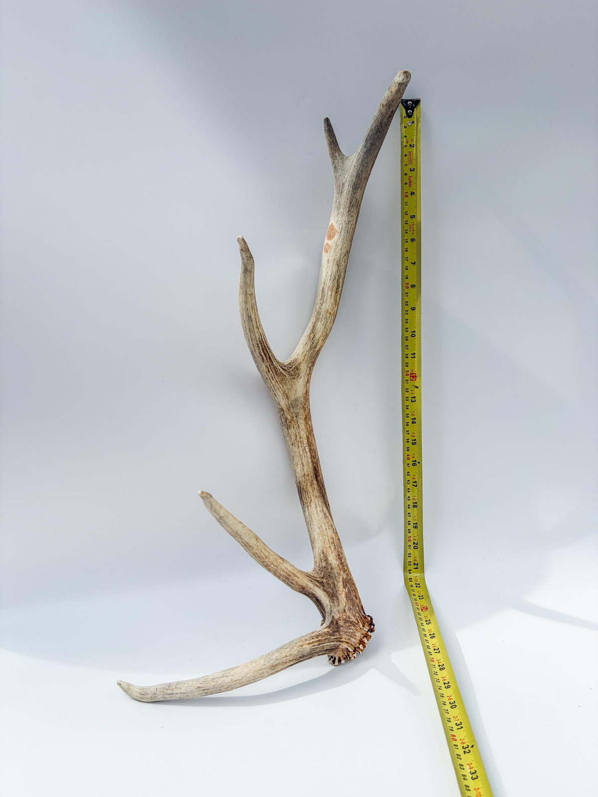 Rustic, Old, Weathered Elk Antler. Home and Cabin Decor, Crafting and Table Centerpiece.