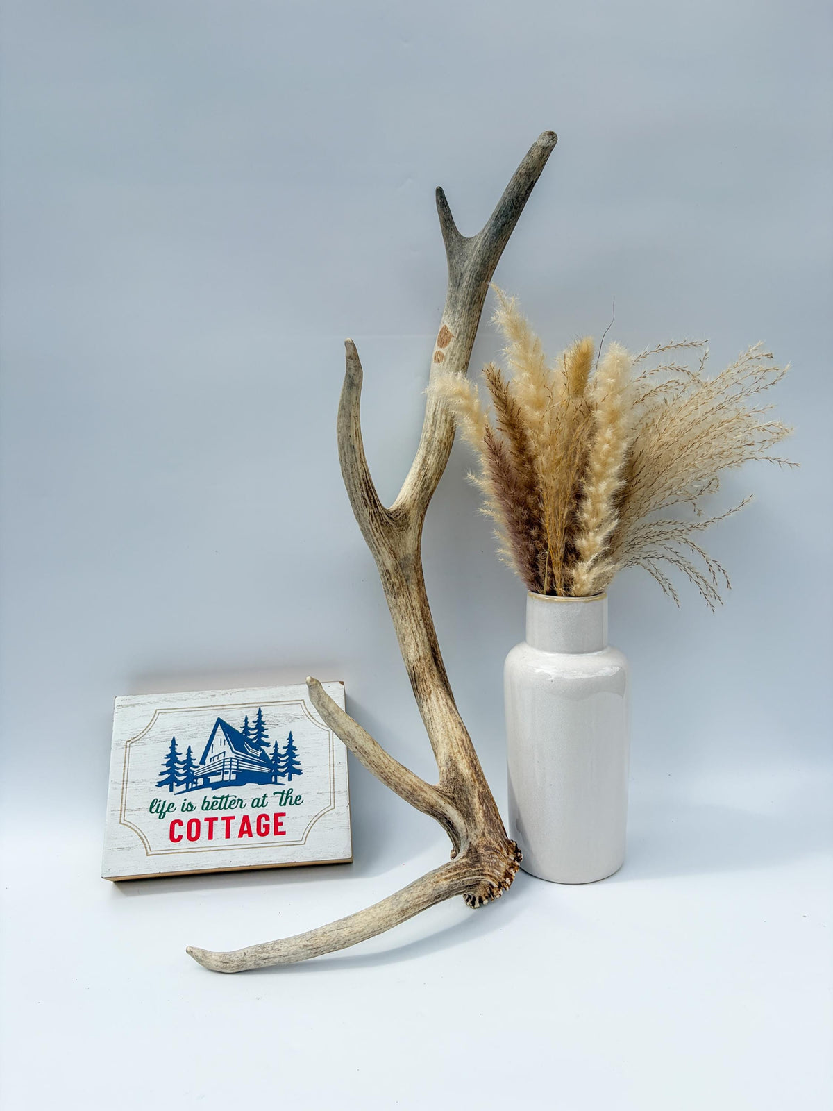 Rustic, Old, Weathered Elk Antler. Home and Cabin Decor, Crafting and Table Centerpiece.