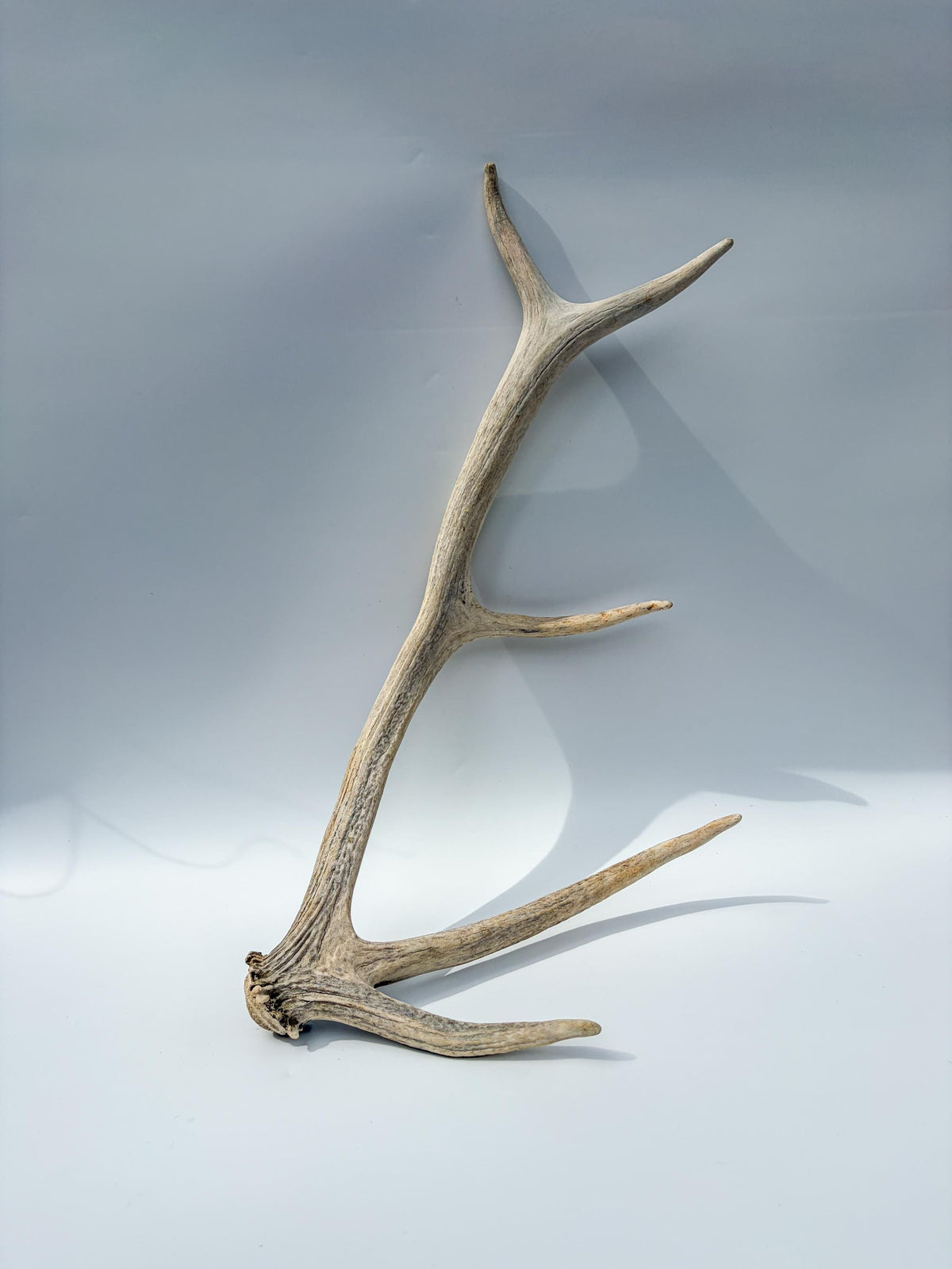 Rustic, old Elk Antler. Home and Cabin Decor, Crafting and Table Centerpiece.
