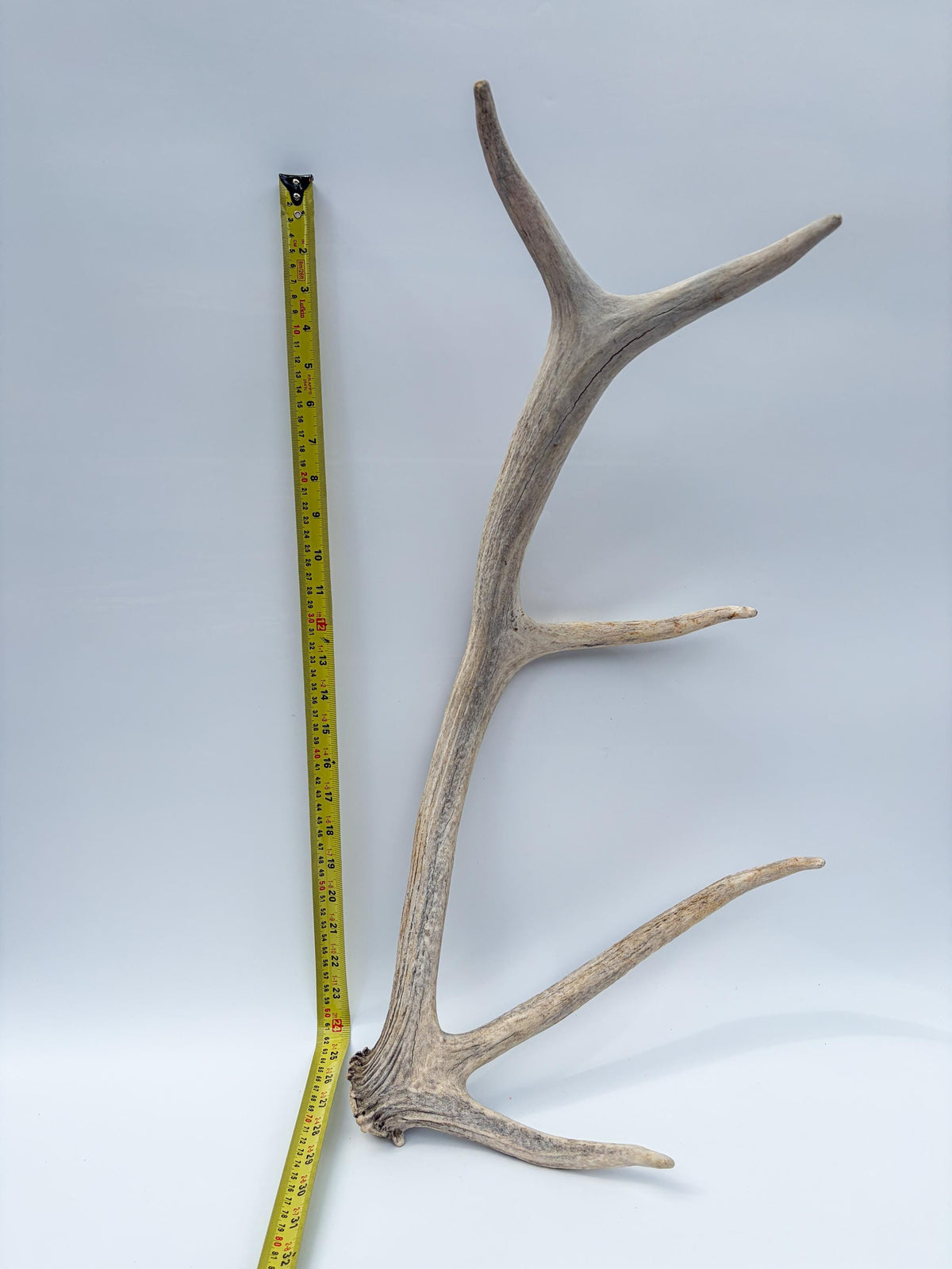 Rustic, old Elk Antler. Home and Cabin Decor, Crafting and Table Centerpiece.
