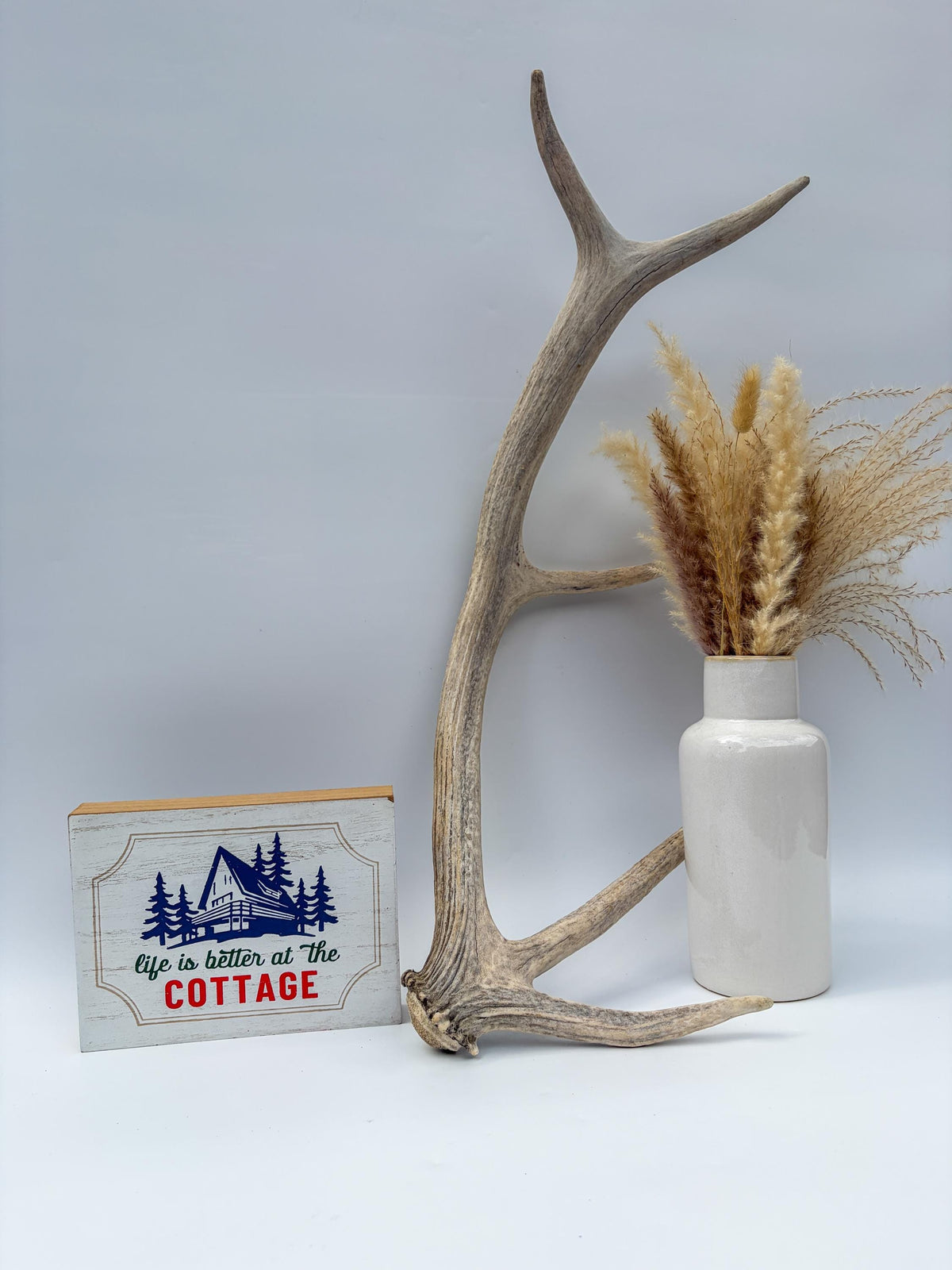 Rustic, old Elk Antler. Home and Cabin Decor, Crafting and Table Centerpiece.