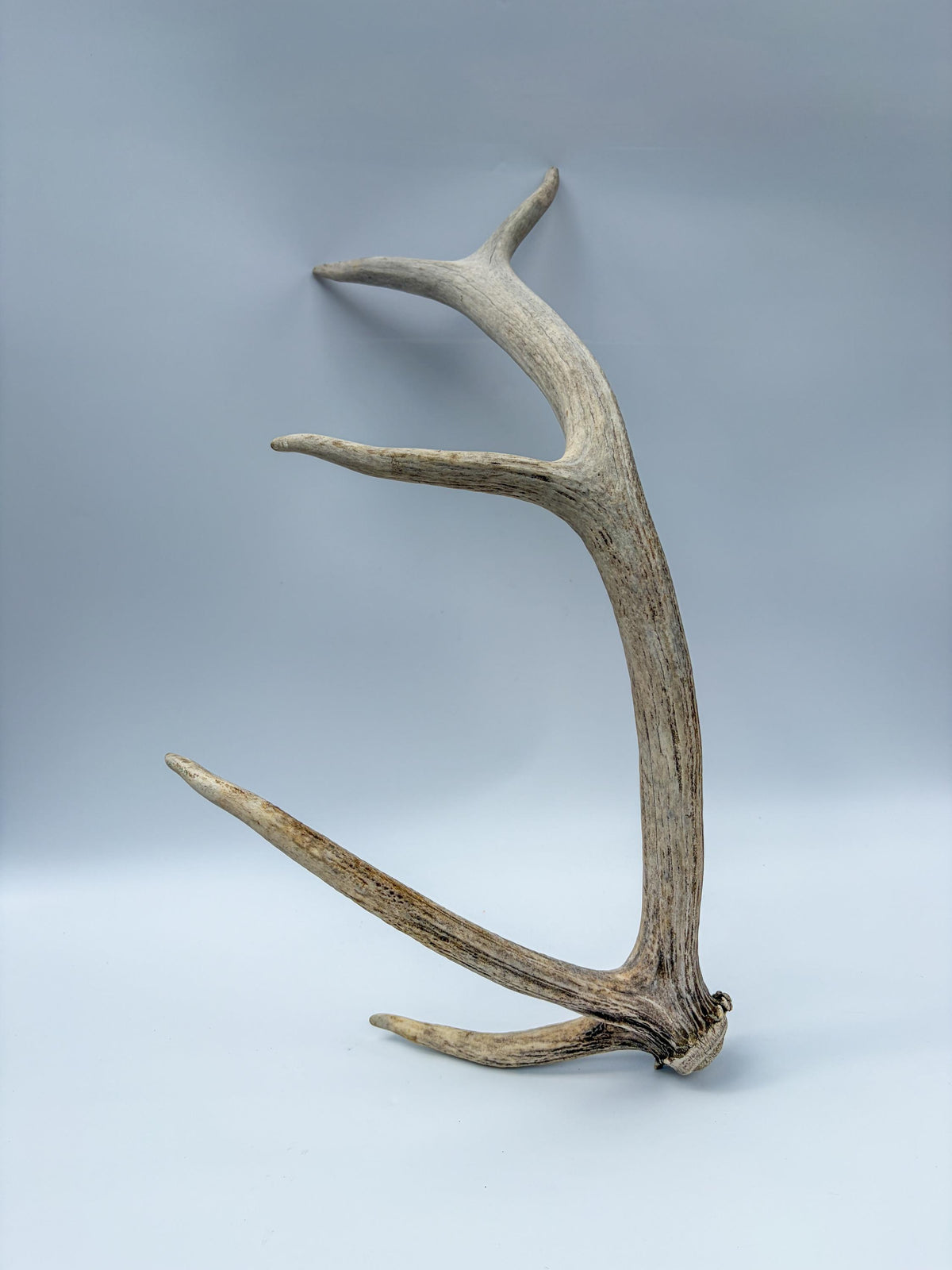 Rustic, old Elk Antler. Home and Cabin Decor, Crafting and Table Centerpiece.