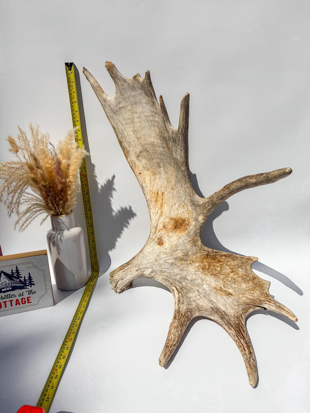 Large Bull Moose Antler. For Interior Decor, Design, and More!