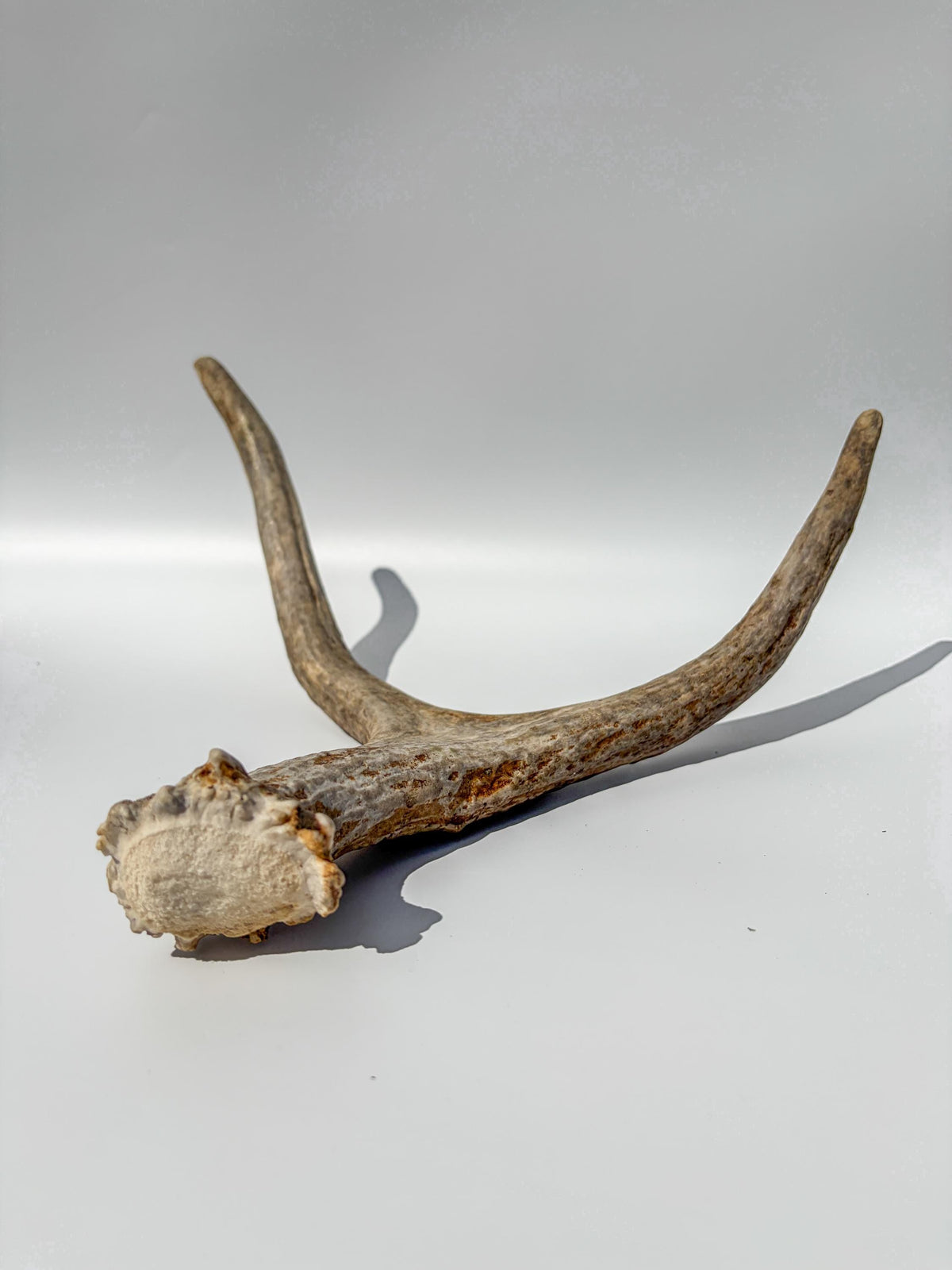 Bull Moose Antler. Small. Home Decor Table Centerpiece, Shelftop Decor, and More for Interior Design.