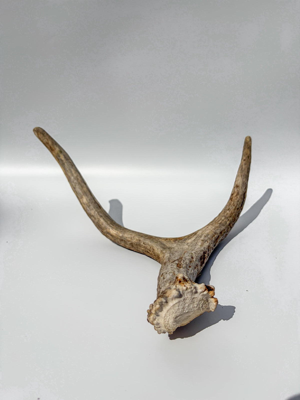 Bull Moose Antler. Small. Home Decor Table Centerpiece, Shelftop Decor, and More for Interior Design.