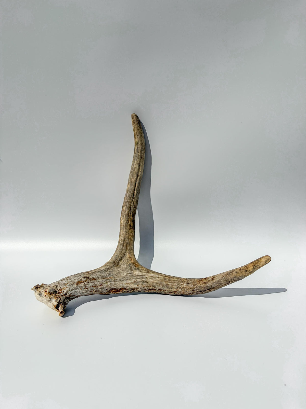 Bull Moose Antler. Small. Home Decor Table Centerpiece, Shelftop Decor, and More for Interior Design.