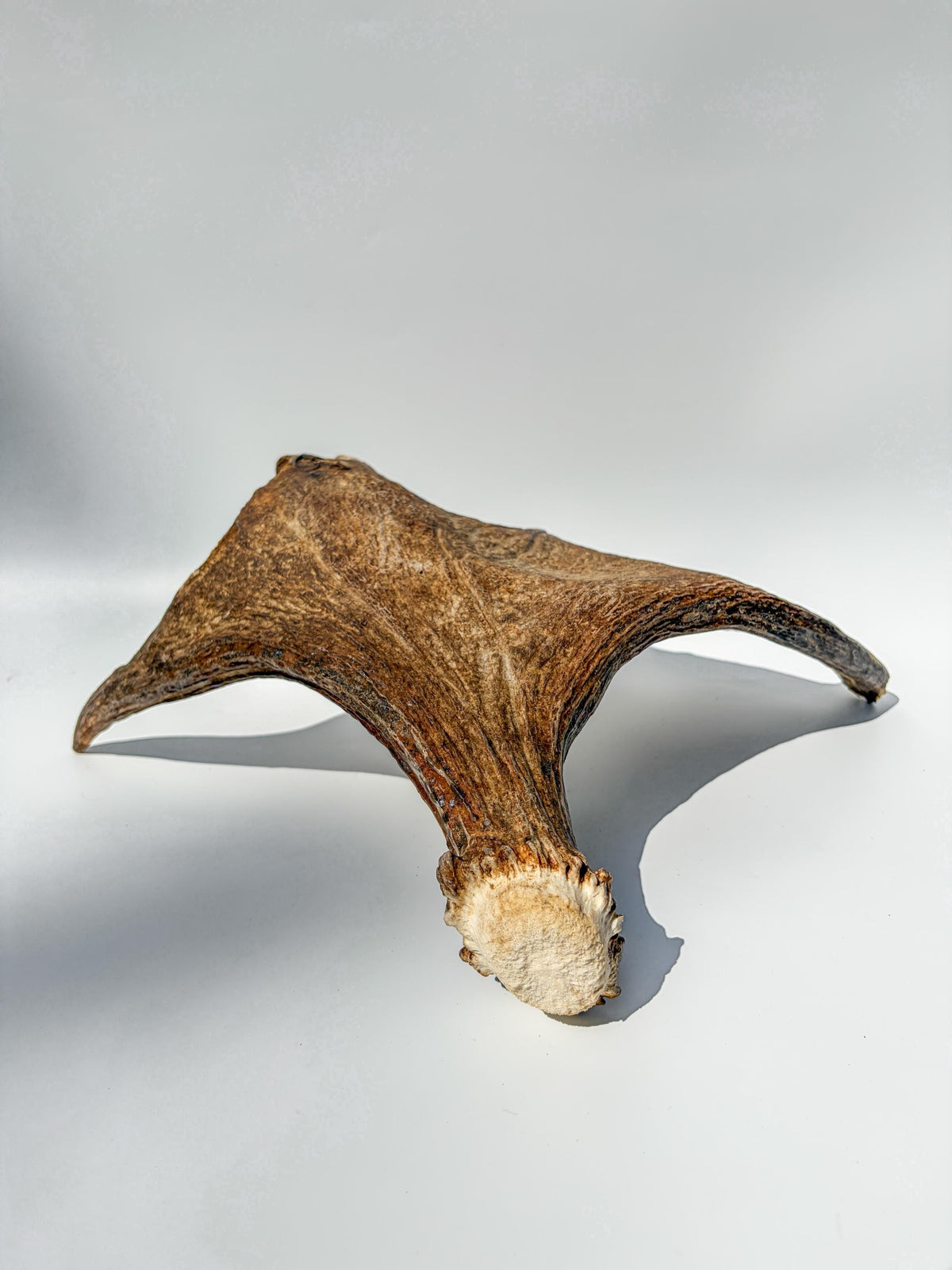 Bull Moose Antler. Fresh, Dark-Colored Moose “Paddle” For Crafting, Decor and More